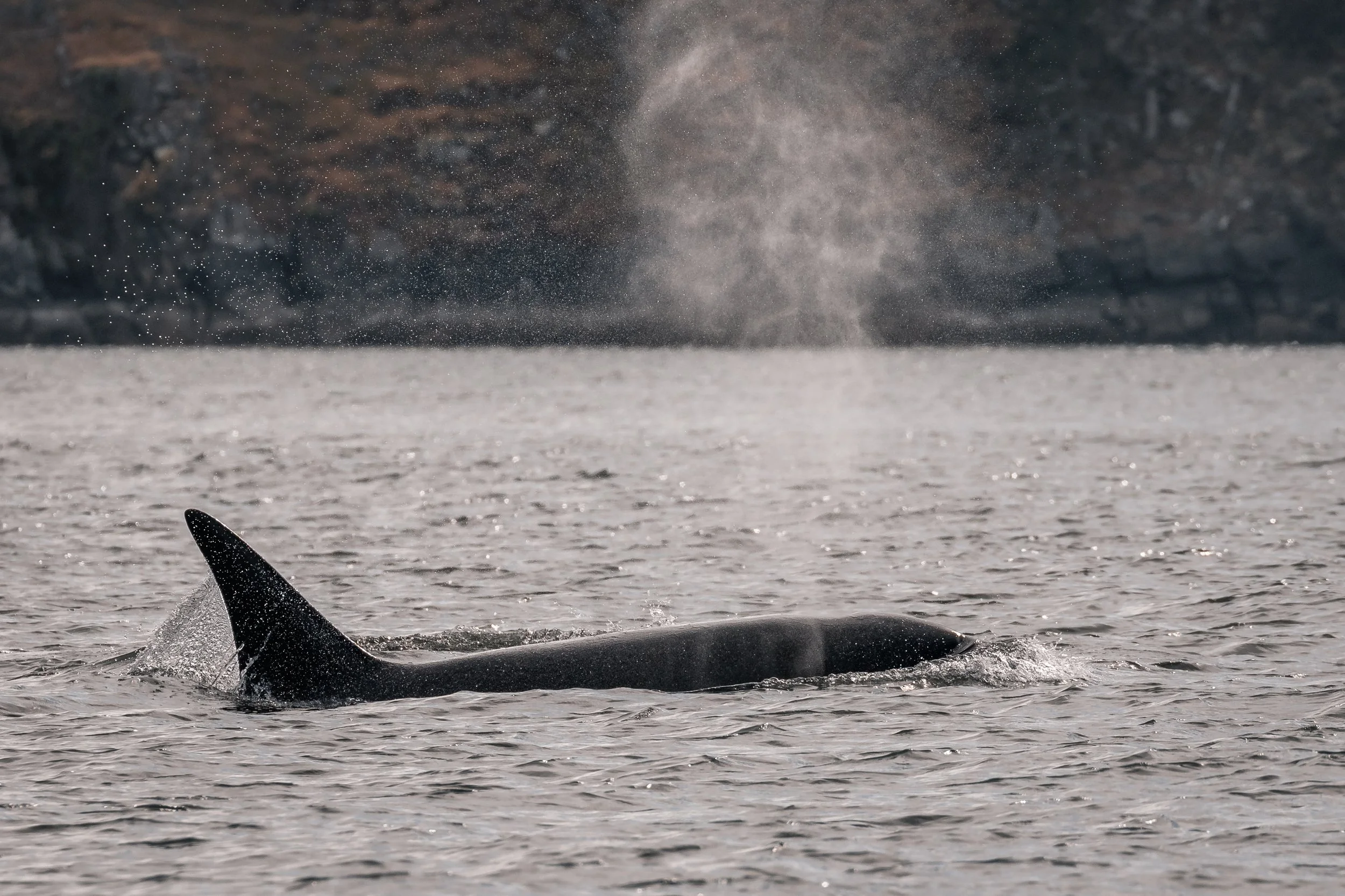 July 7, 2022 - Transient orca and a Humpback