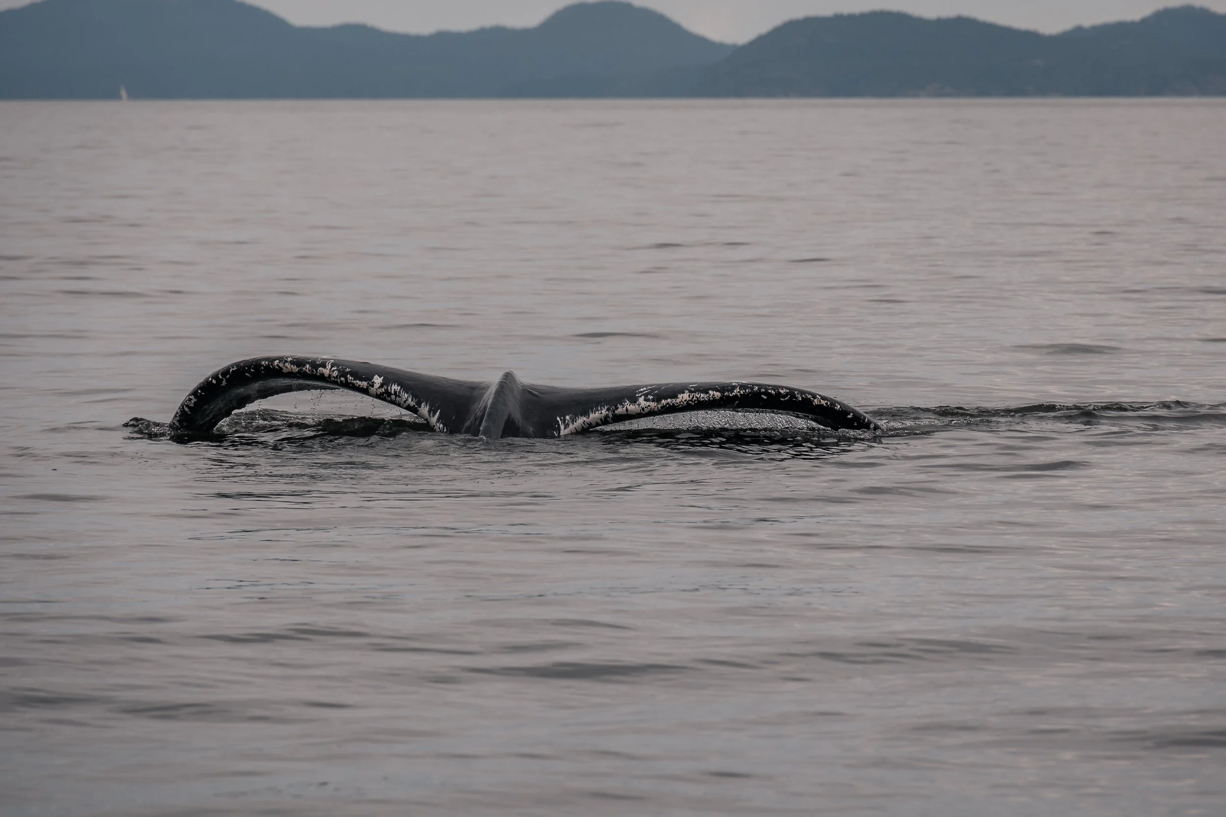 July 8, 2022, 10:30 AM - Chinook and Scoop in the Strait of Georgia