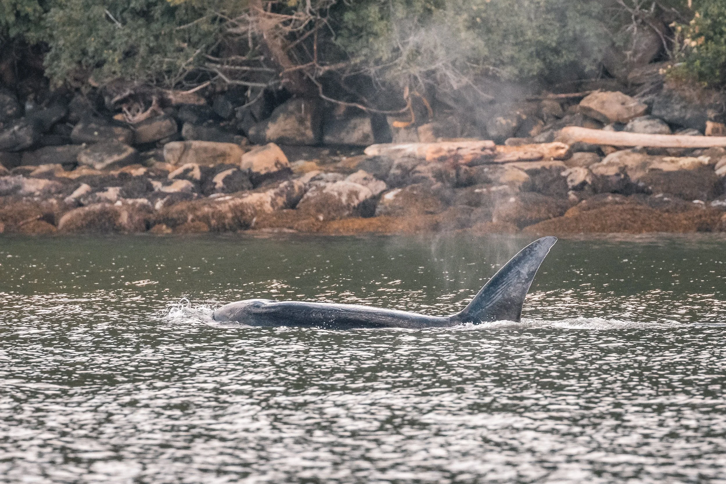 July 8, 2022, 3:30 PM - Jude and Ellifrit along Gabriola Island