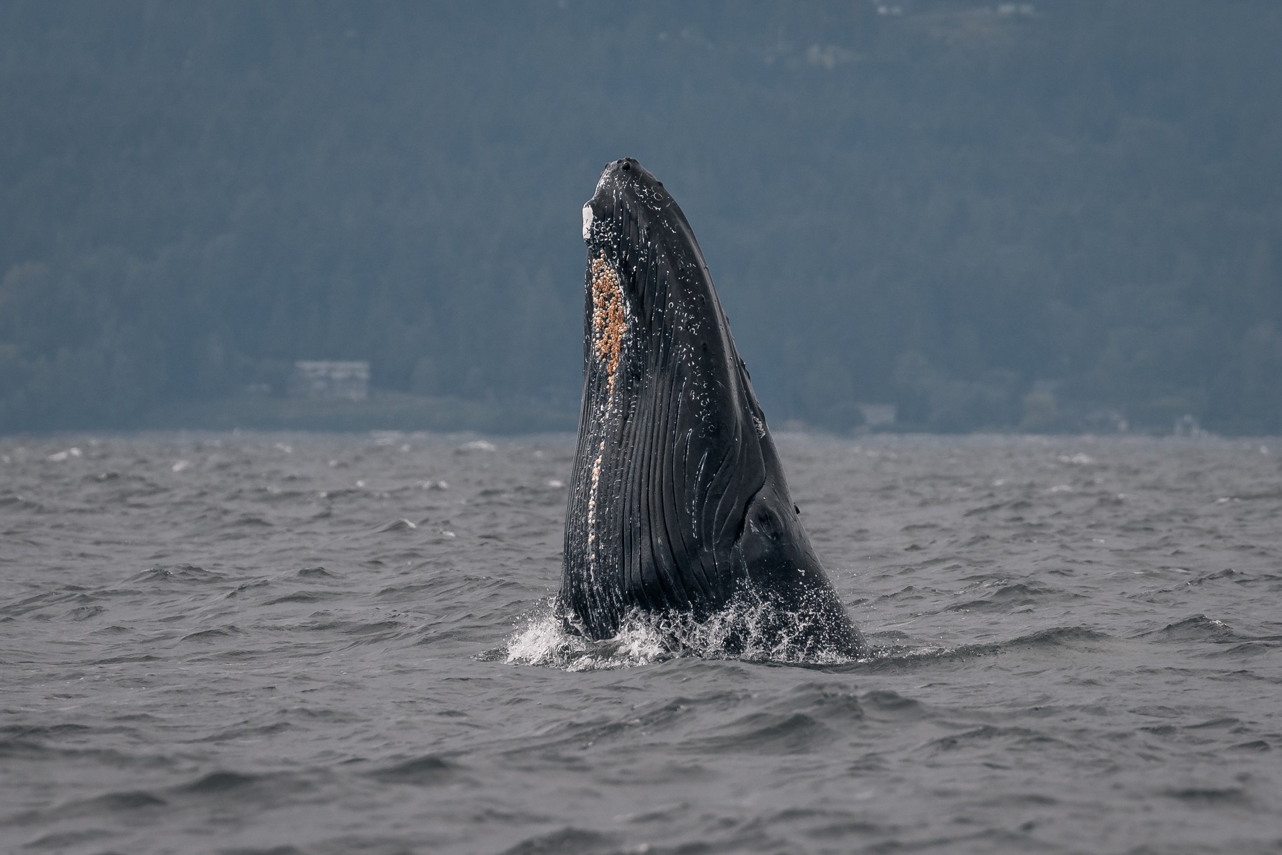 July 10, 2022, 10:30 AM - Humpback whale splash fest