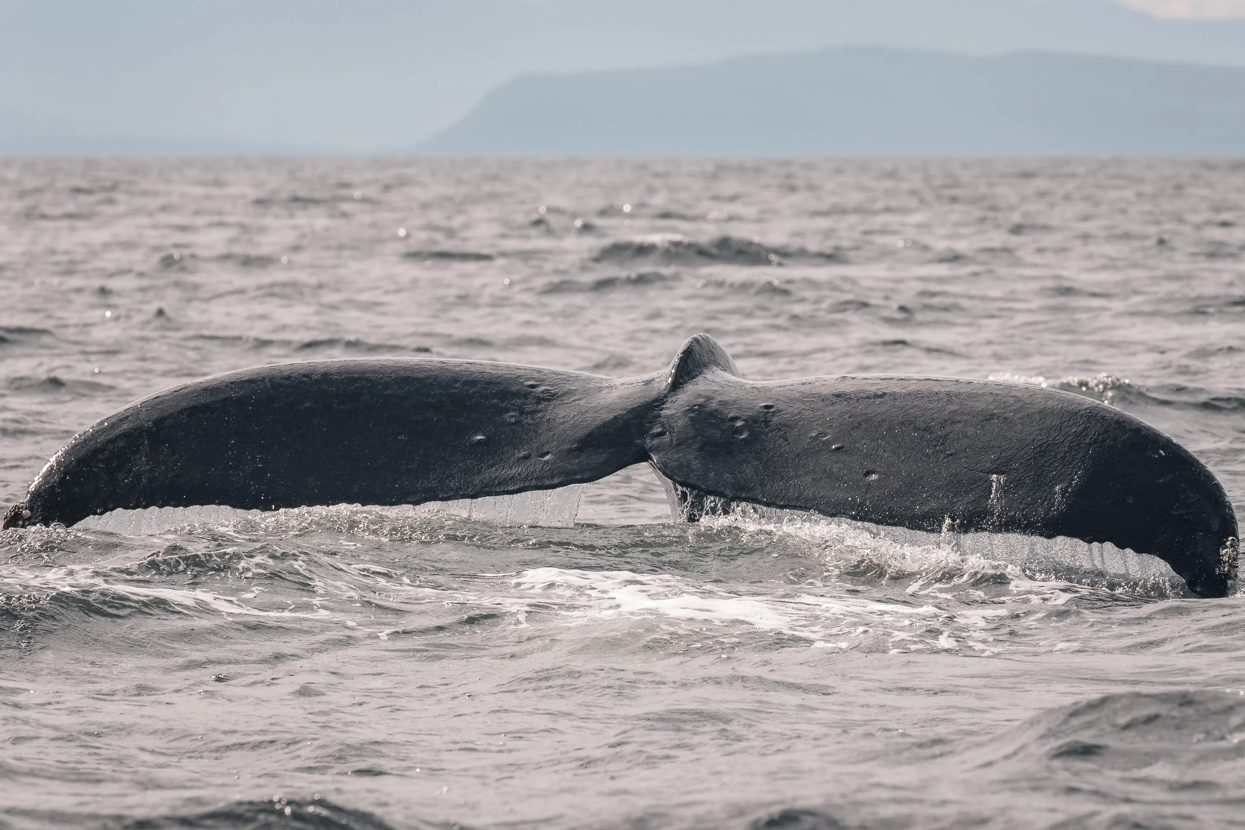 July 10, 2022, 3:30 PM - Humpbacks Ghost and Prowler travel near Sangster Island