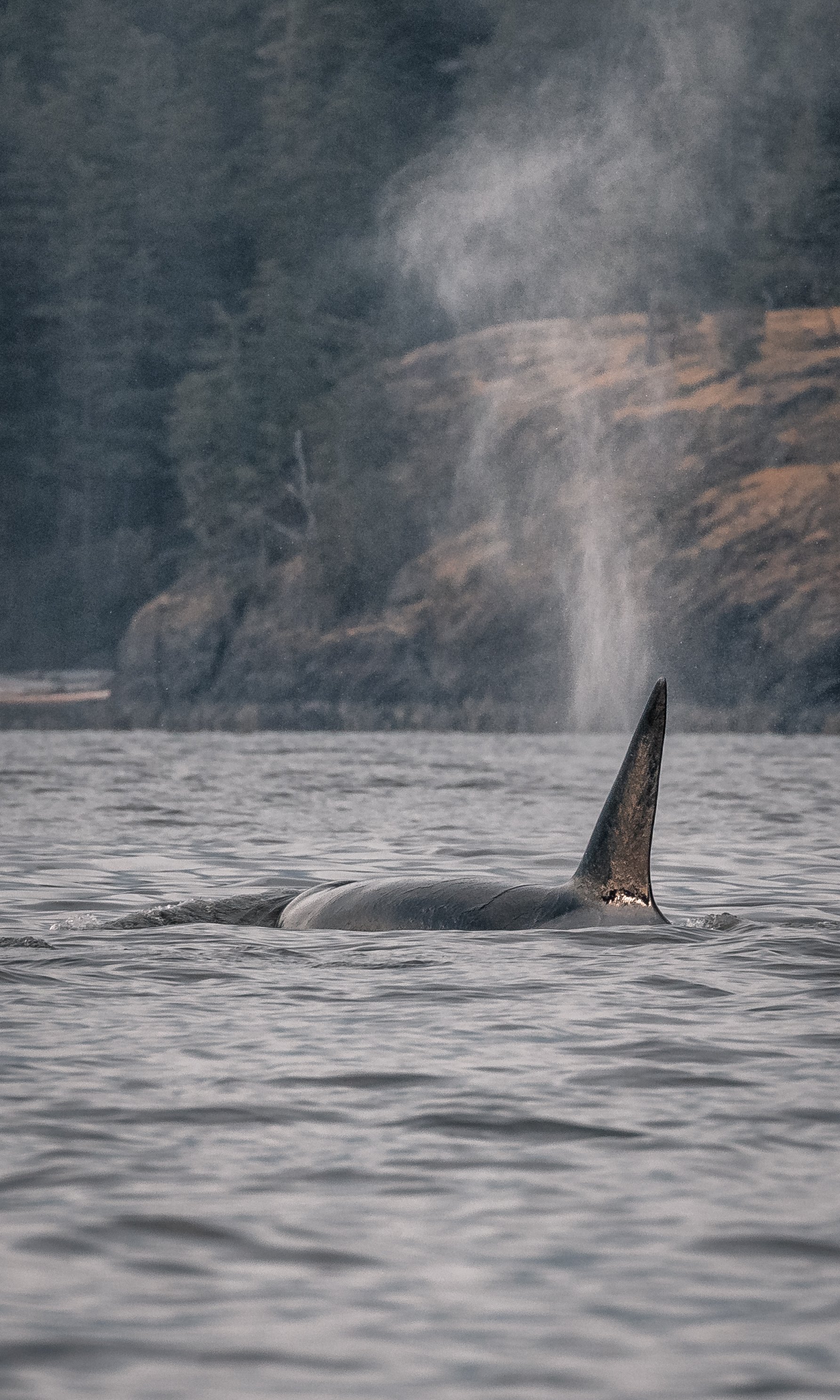 July 9, 2022, 3:30 PM - 2 different families of Orca in the Salish Sea