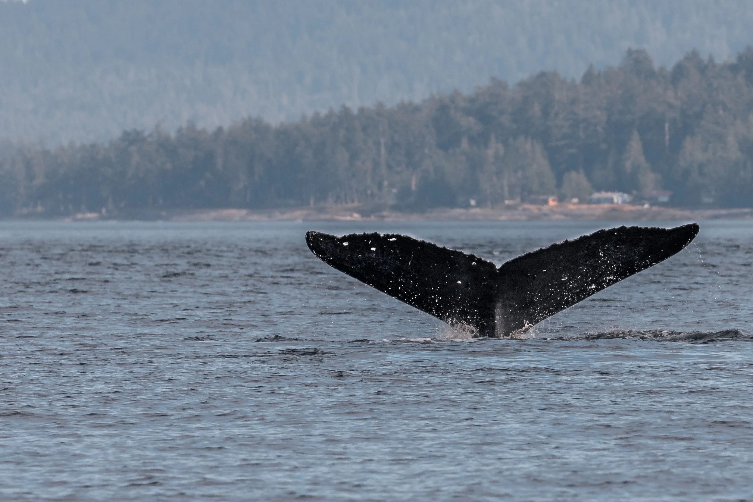 July 14, 2022 - Zigzag zigzags in the Strait of Georgia