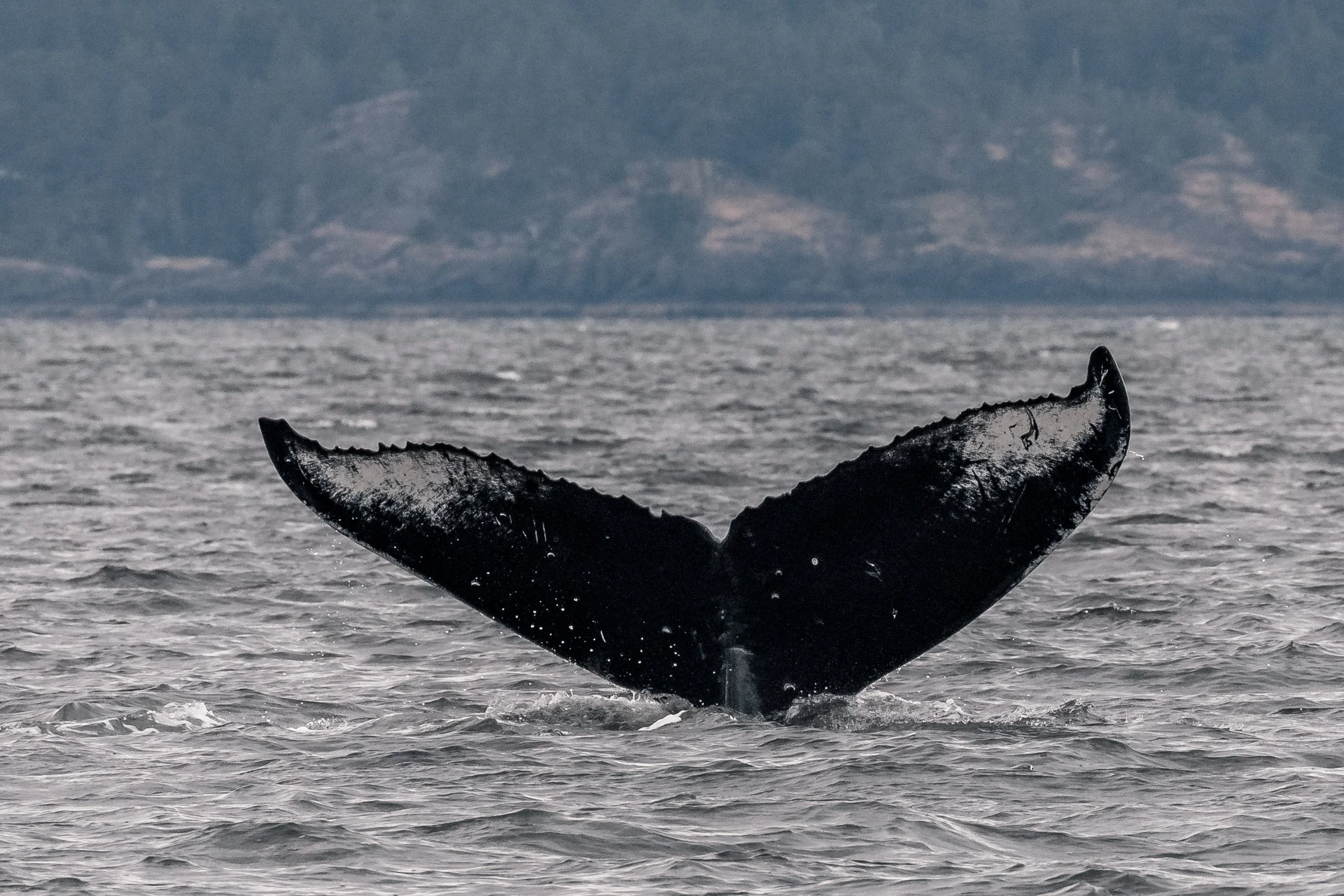 July 16, 2022 - Bullet and Scuba + Valiant and Stella