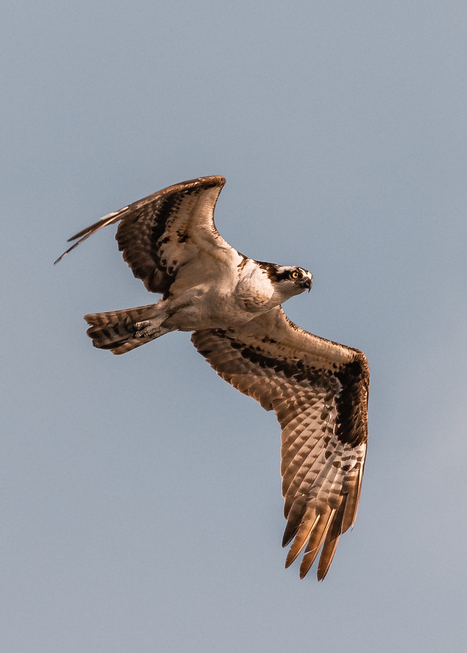 July 17, 2022 - Wildlife of the Salish Sea