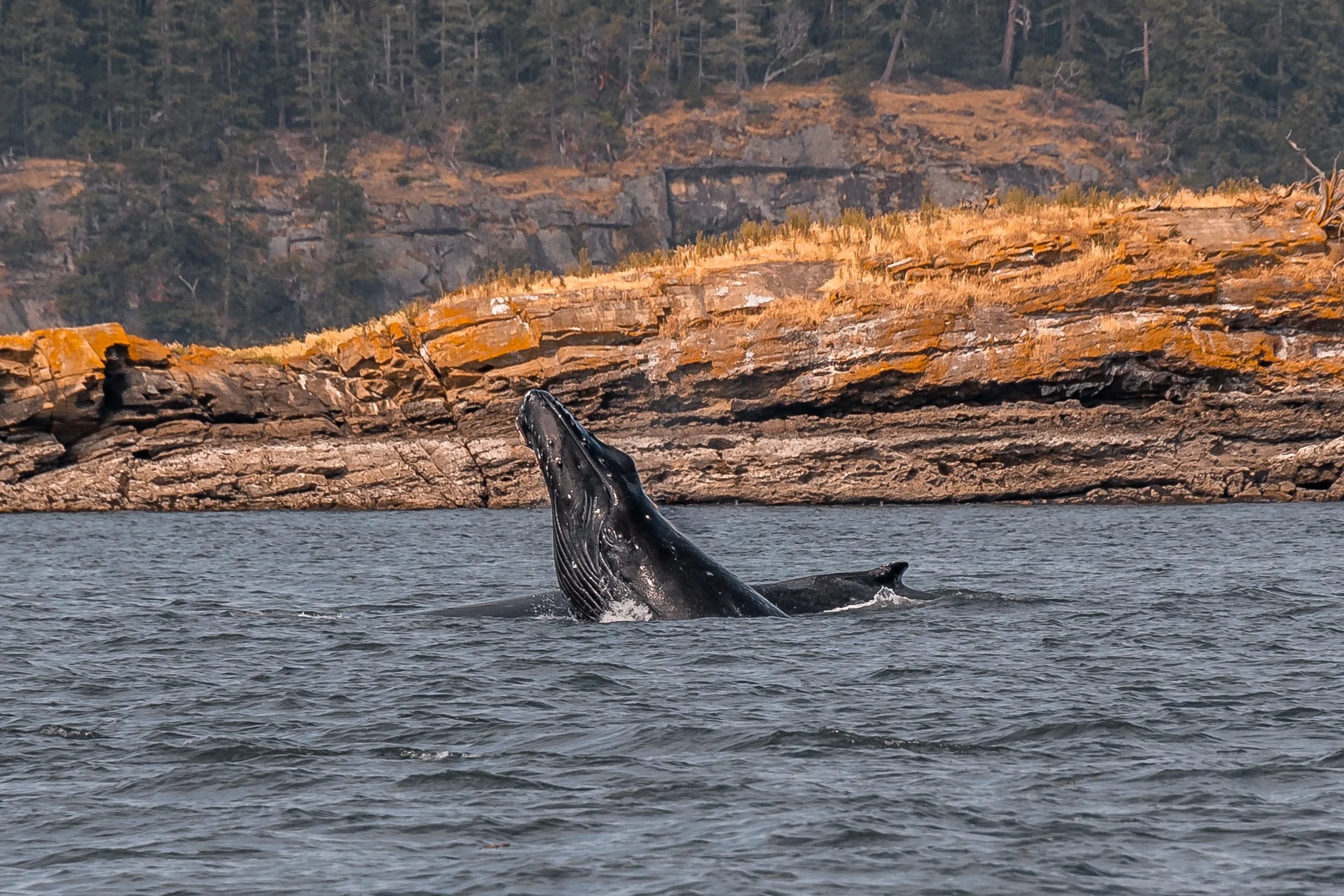 July 18, 2022, 3:30 PM - Anvil and calf near Galiano Island