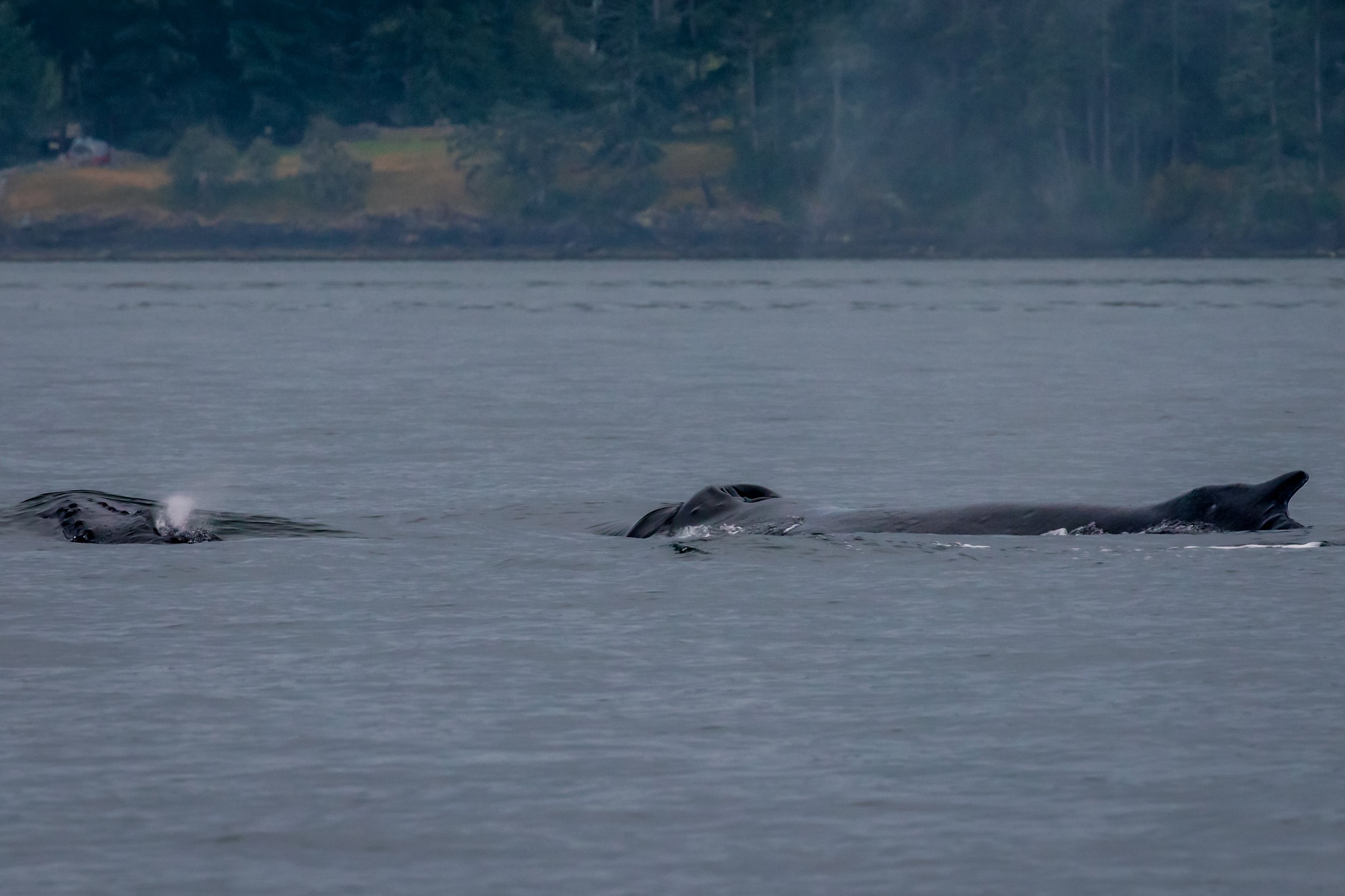 July 15, 2022 - Mammoth and her new calf!