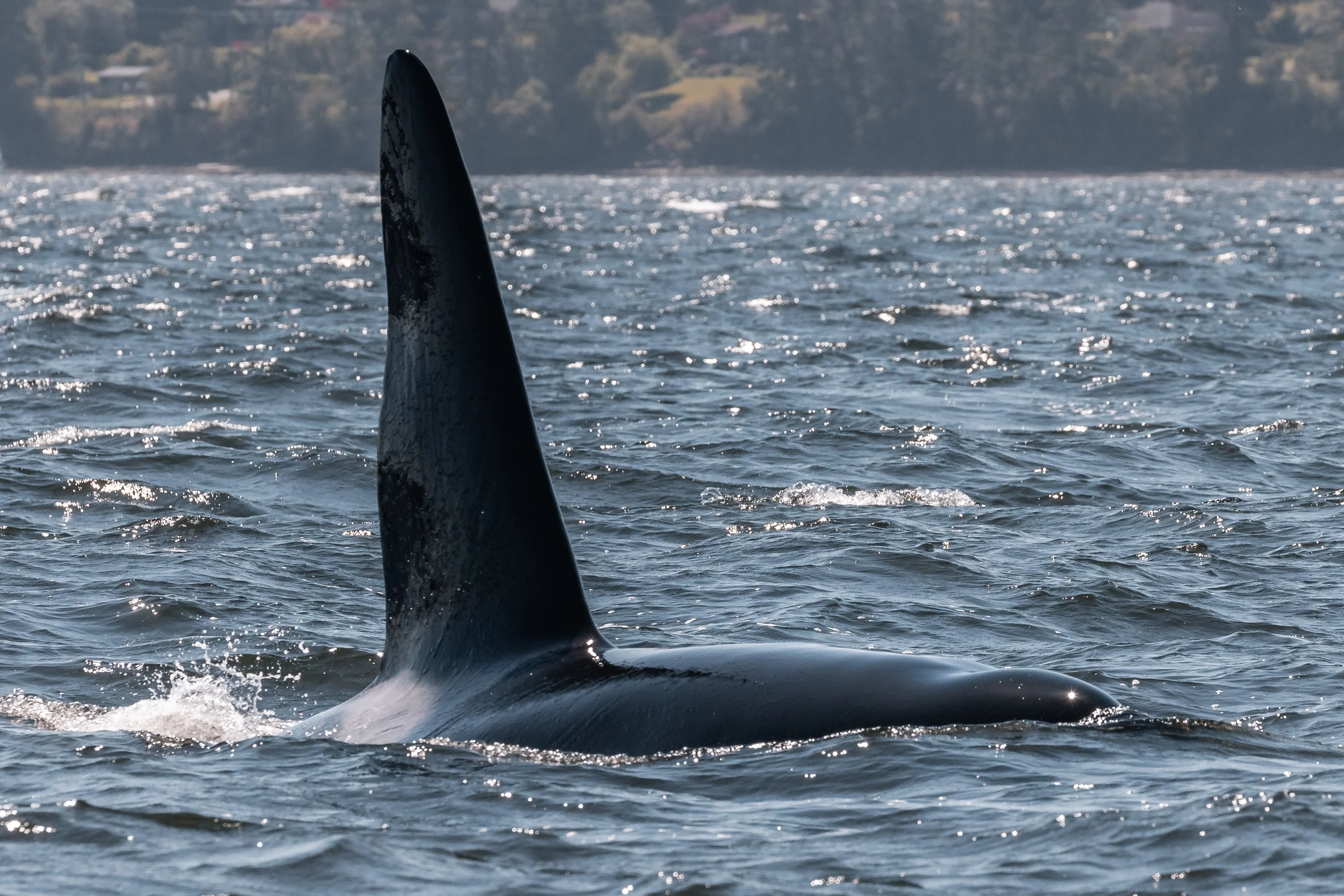 July 22, 2022 - More unusual whales!