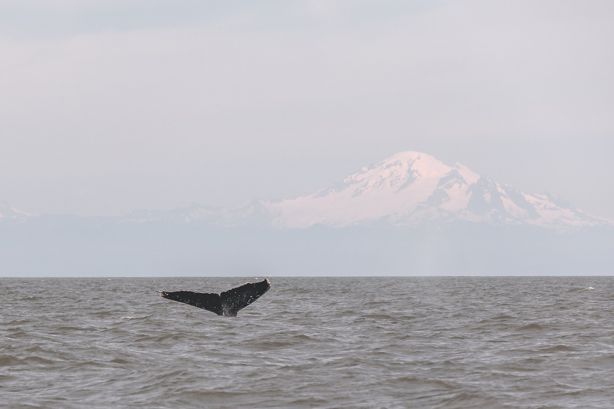July 24, 2022 - Tempest returns and our Humpback count so far!
