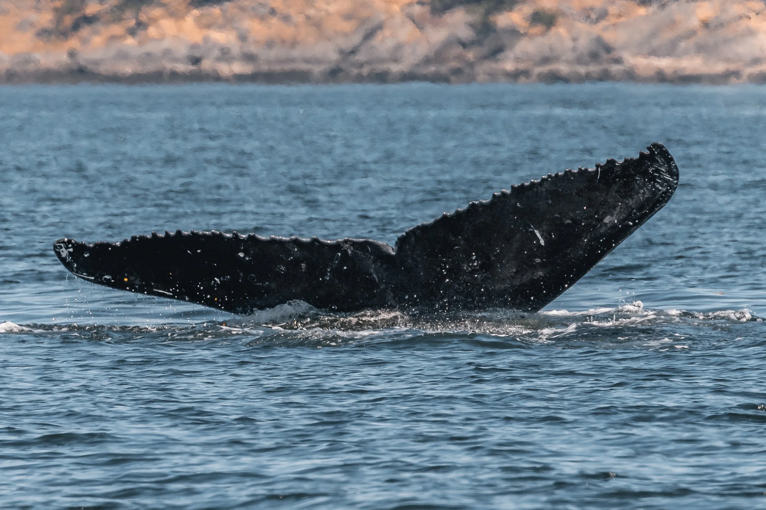 July 26, 2022 - T-party (T065A's + T037A's) plus Pawn and calf