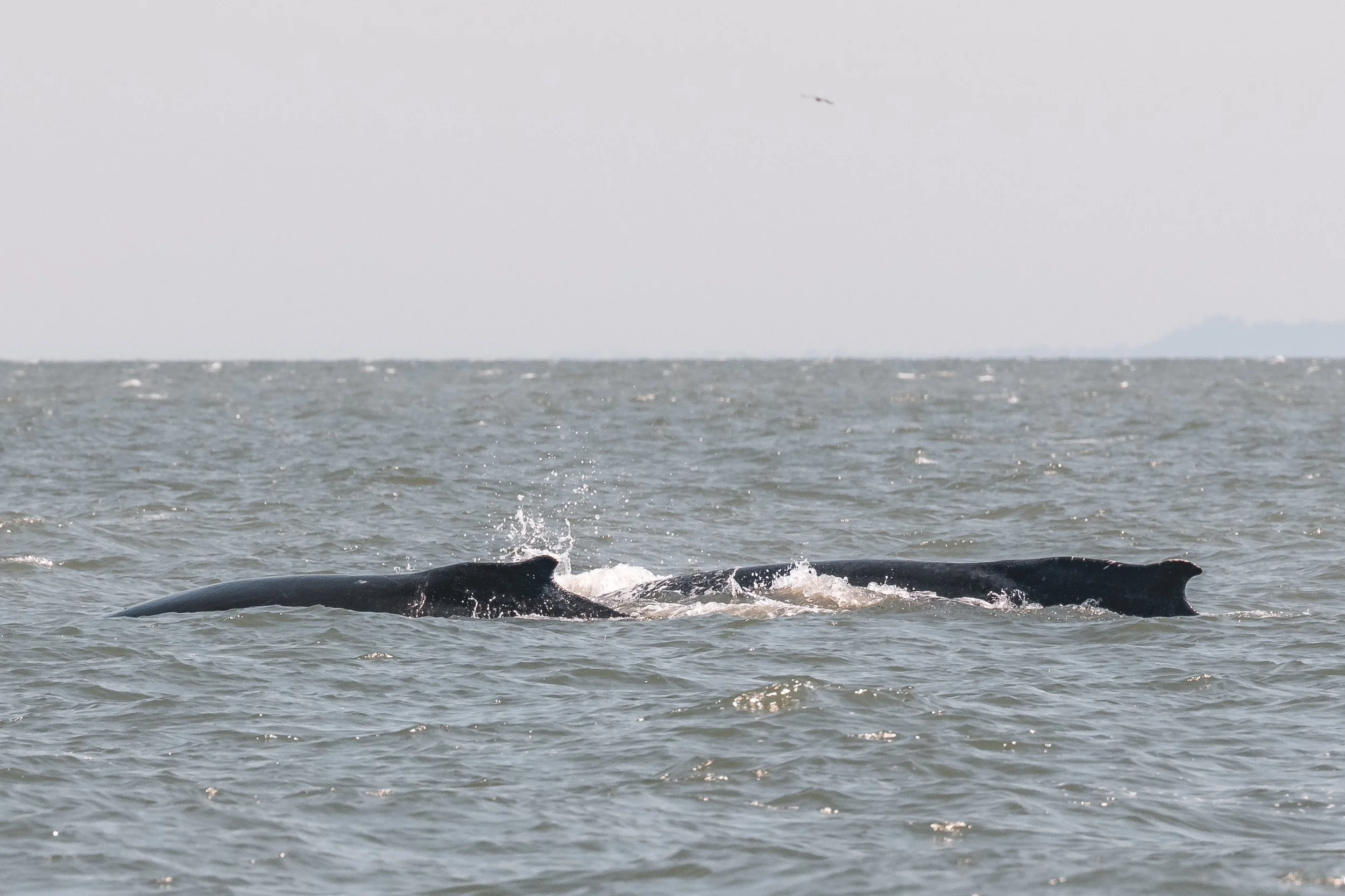 July 30, 2022 - Smiley and calf!