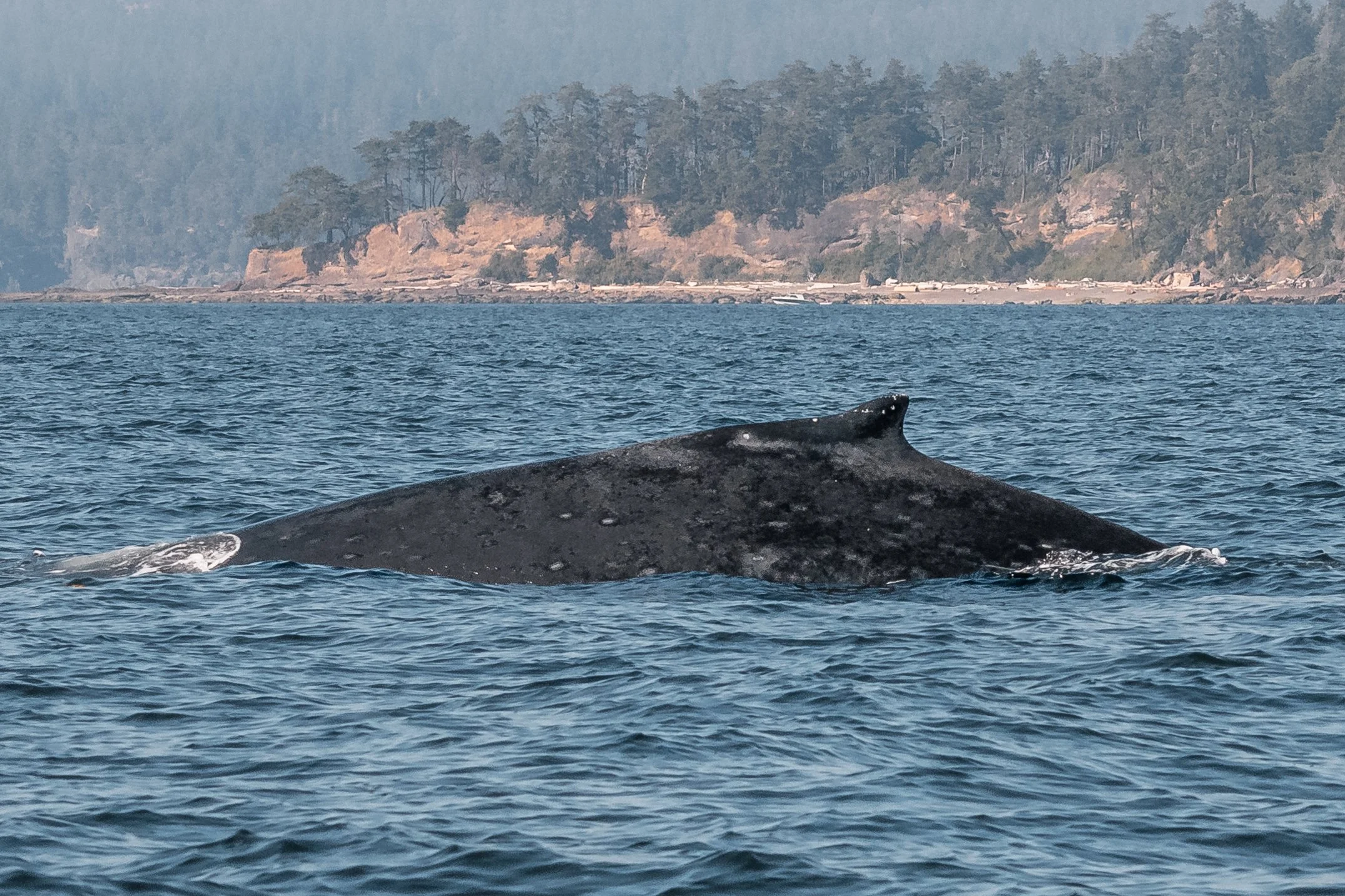 July 31, 2022 - Divot and momma Corona