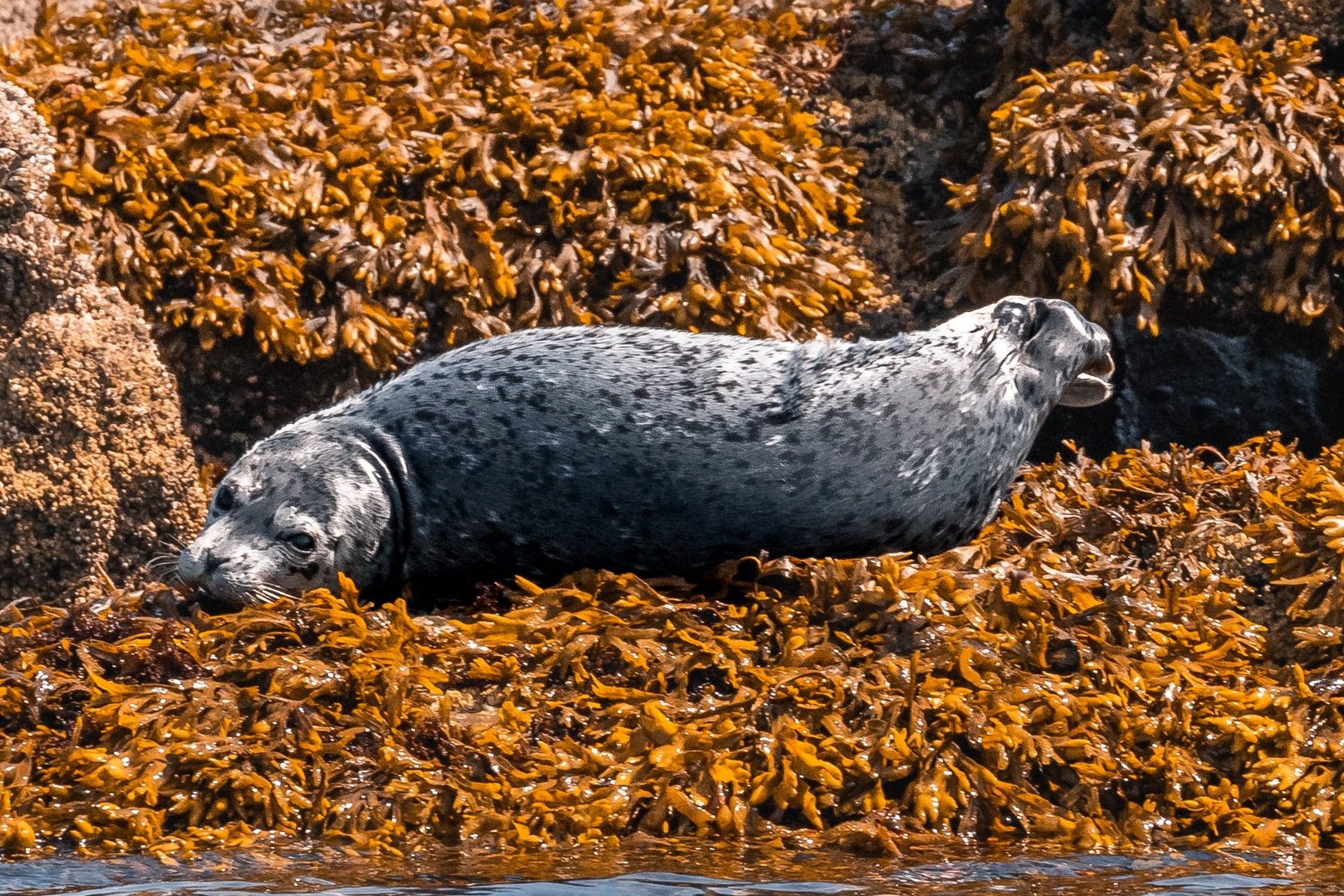 August 2, 2022, 10:30 AM - Searching the Salish Sea
