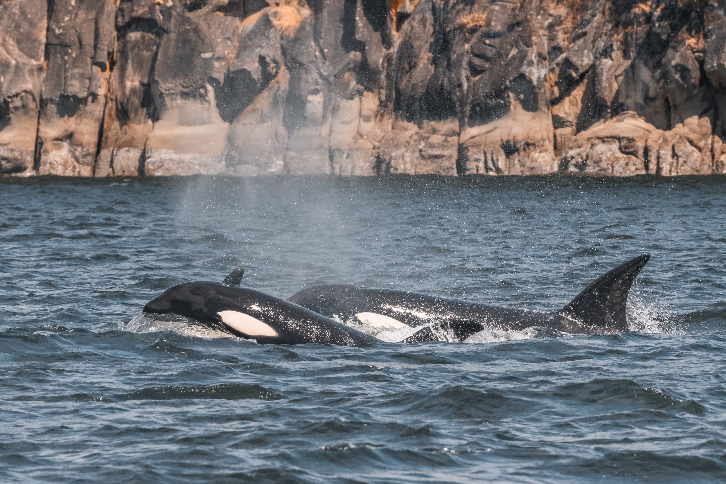 August 3, 2022 - The T090s and Split Fluke and Prowler
