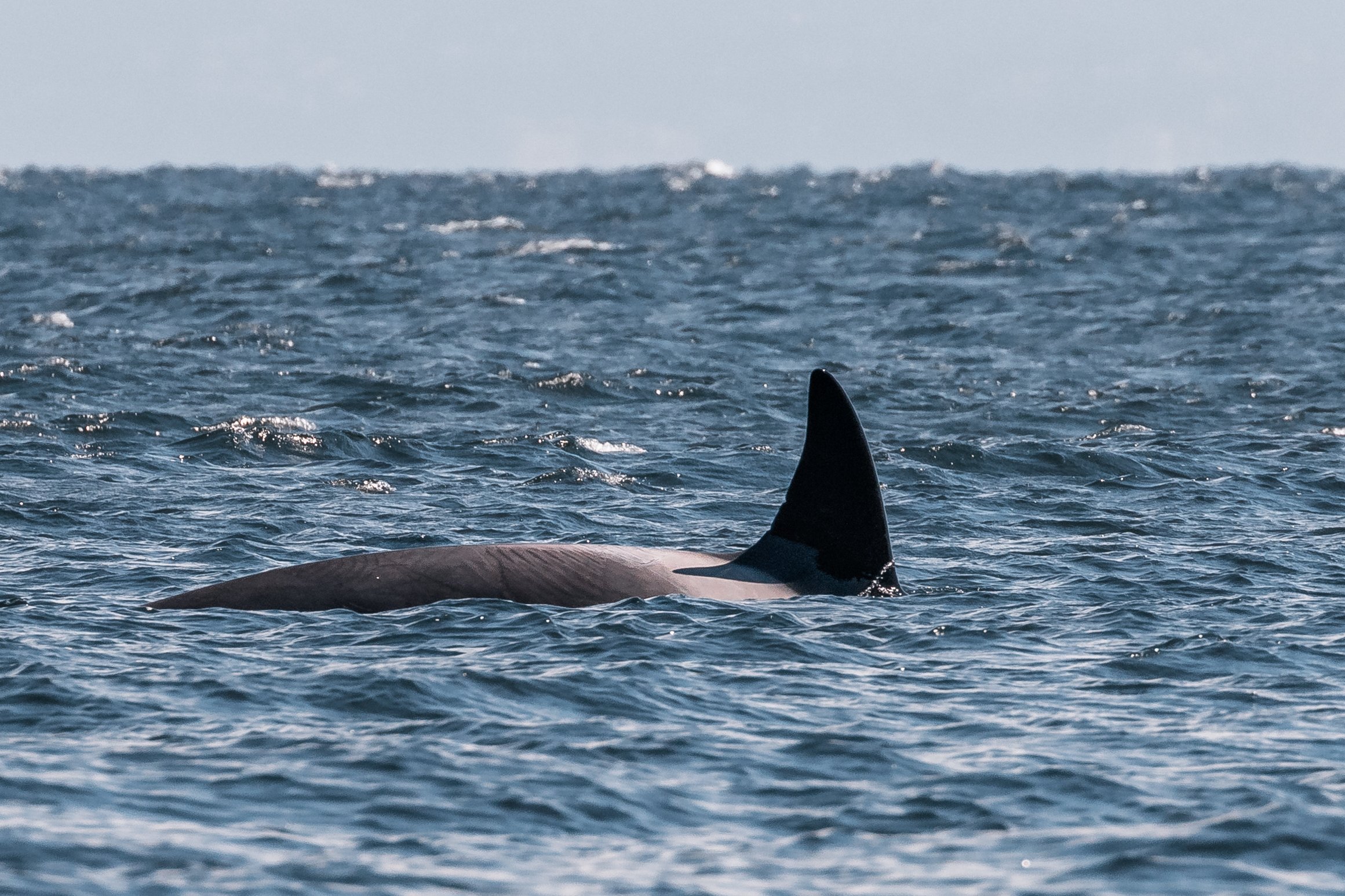 August 5, 2022 - The T124 Sisters are back to Nanaimo, Zephyr makes a return to the Salish Sea!