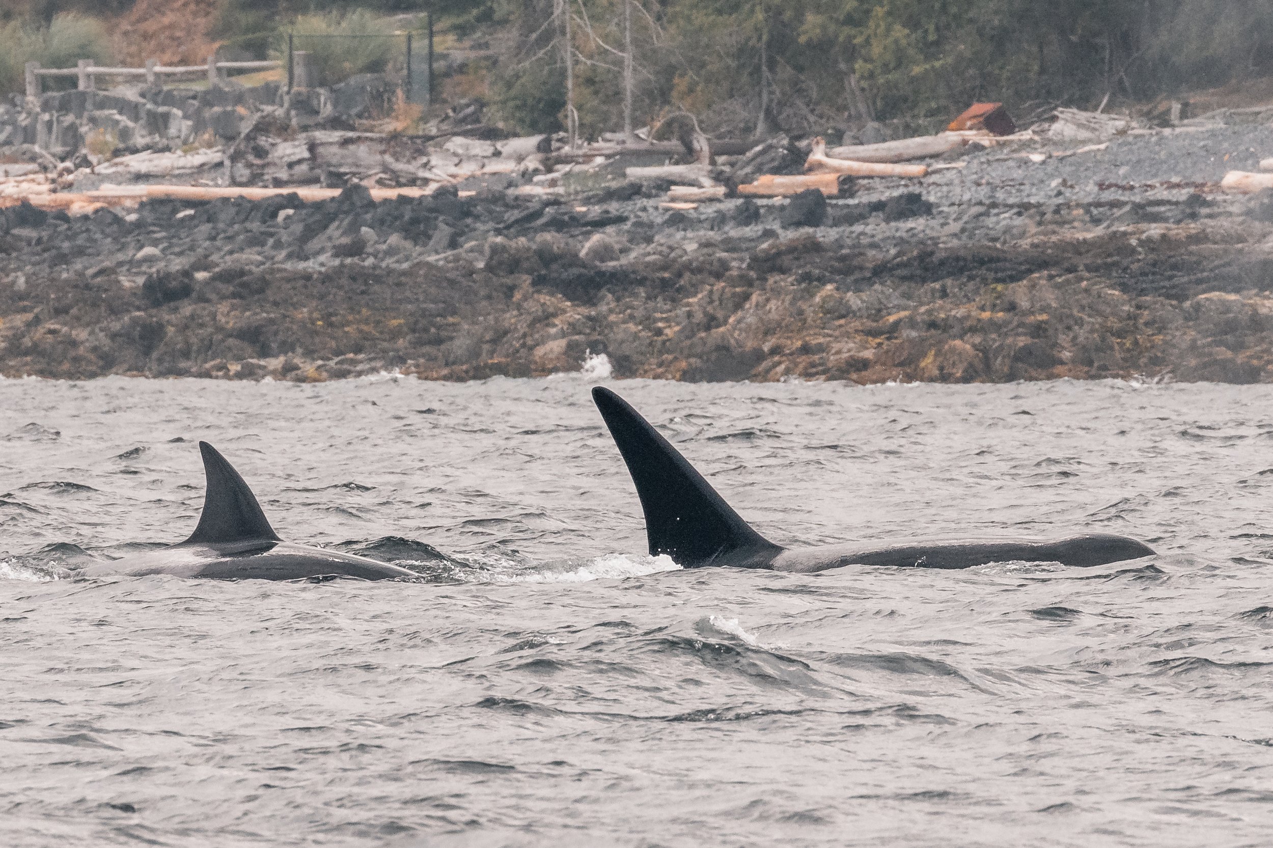 August 10, 2022 - Two Groups of Orca! 