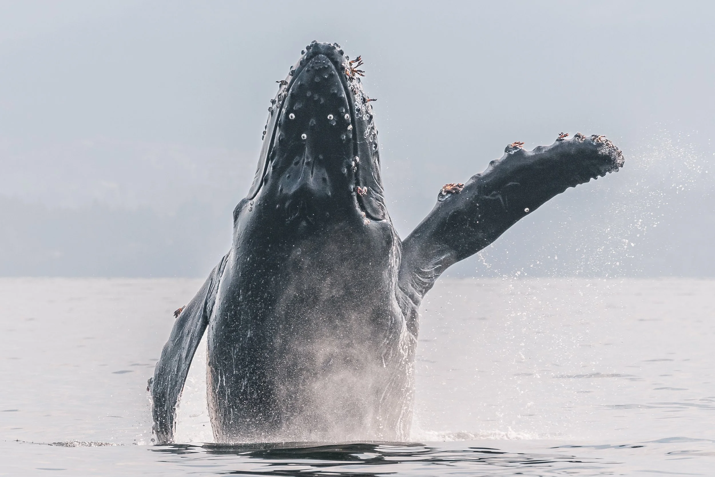 August 9, 2022, 3:30 PM - Smiley and Calf having a blast near Halibut Bank