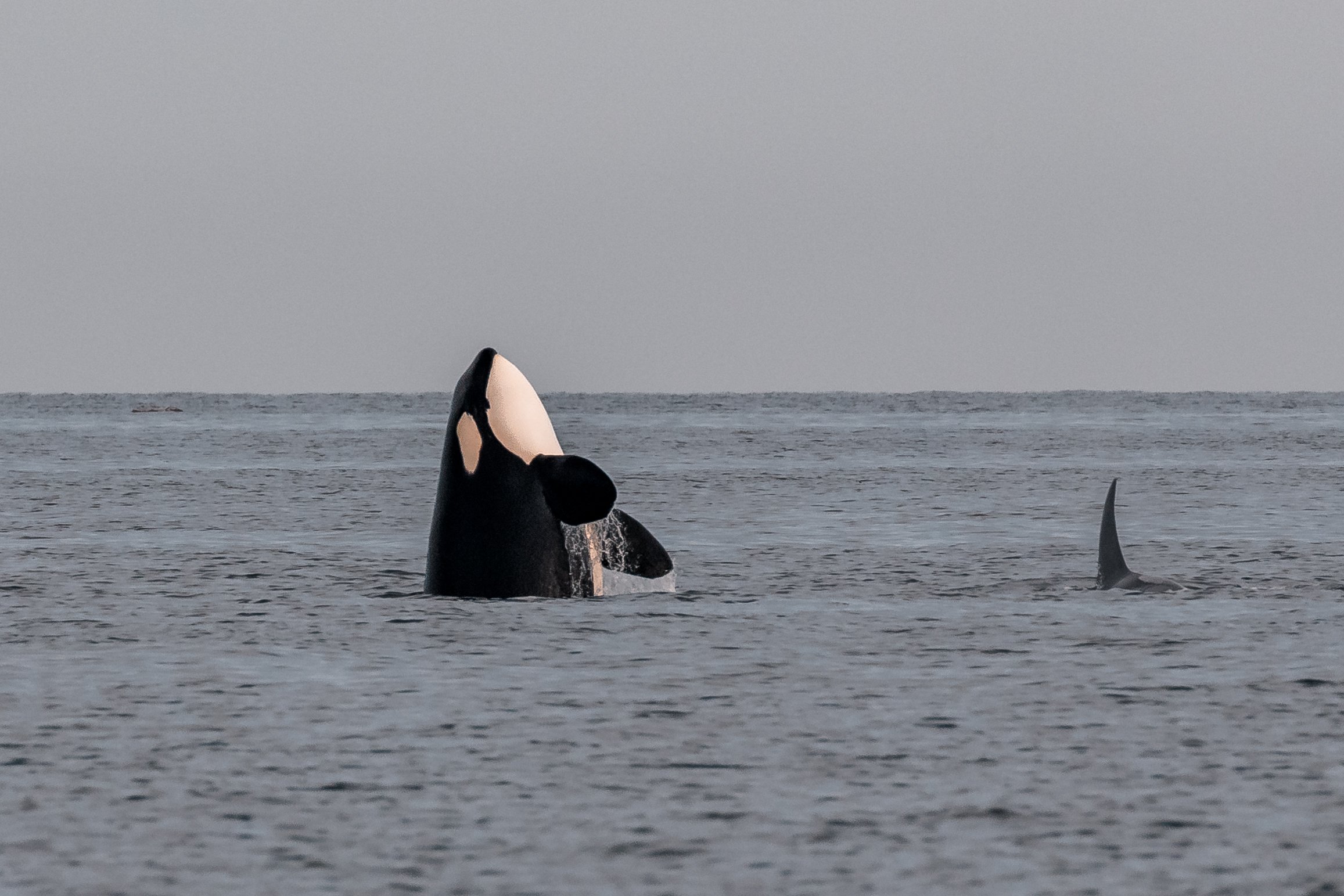 August 12, 2022 - A day spent with the T137s, T002Cs, and Two Spot the humpback!