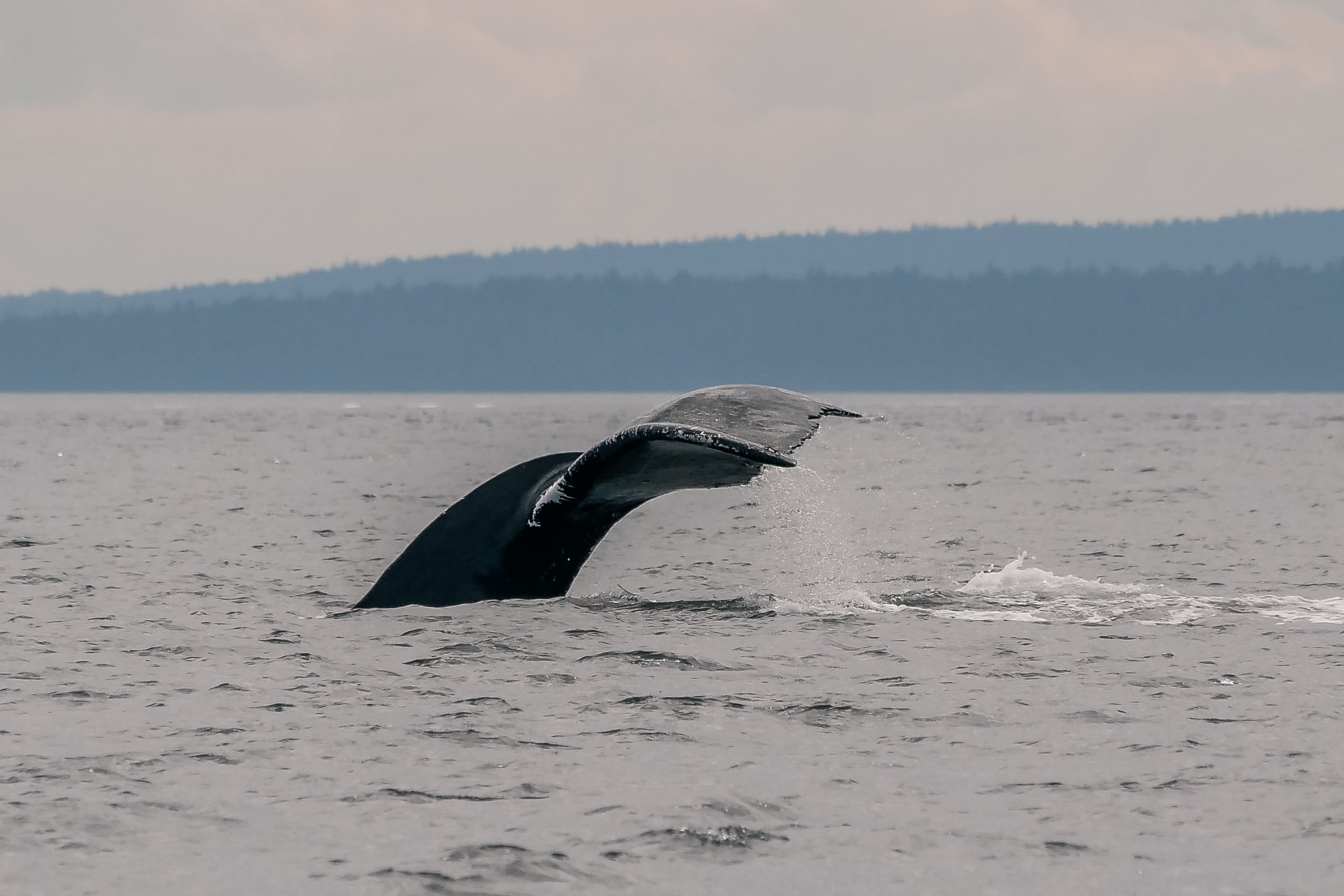 August 13, 2022, 10:30 AM - Divot &amp; Merlin near the Tsawwassen ferry terminal and a surprise visit from the T099s