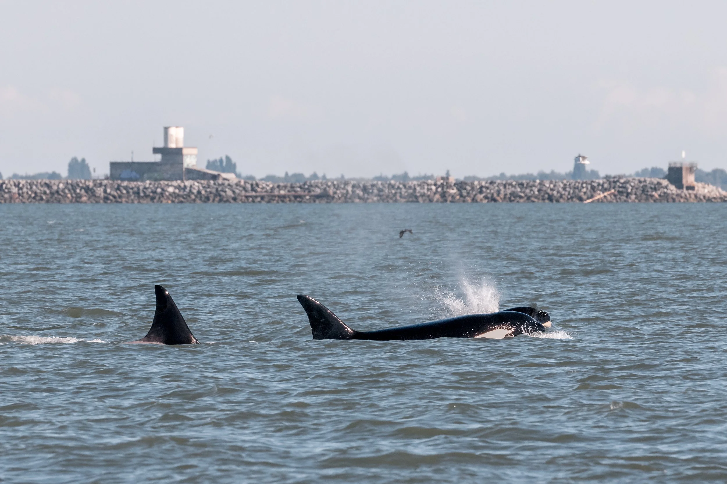 August 13, 2022, 3:30 PM - Energetic T124A4's and T124A2's ! 