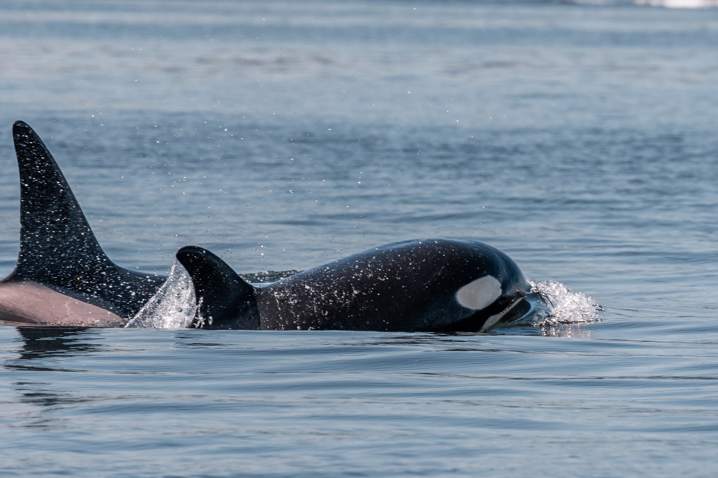 August 14, 2022 - Sherwina returns! And the T124 sisters come back to Nanaimo