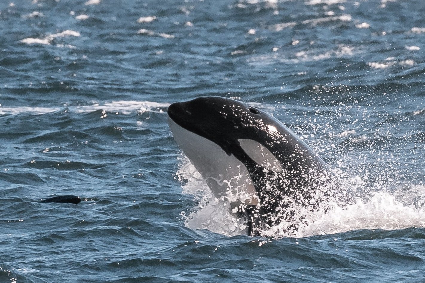 August 17, 2022 - T124 Sisters playing in the waves in the Strait of Georgia
