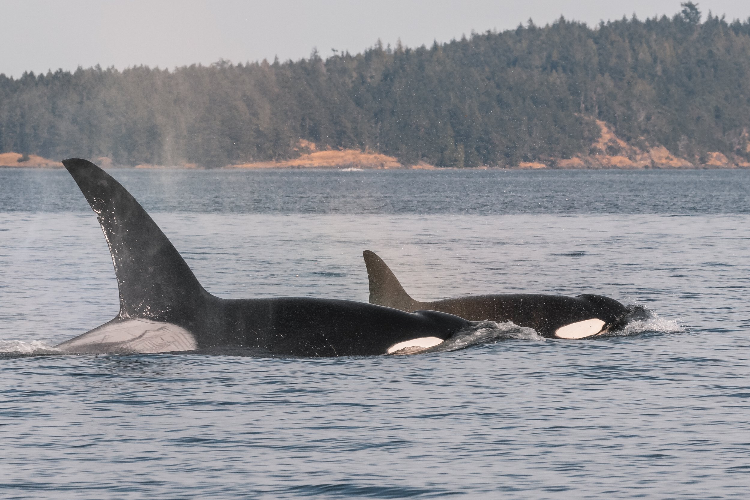 August 18, 2022 - T019, T019B, and T037A's and Sherwina the Humpback!