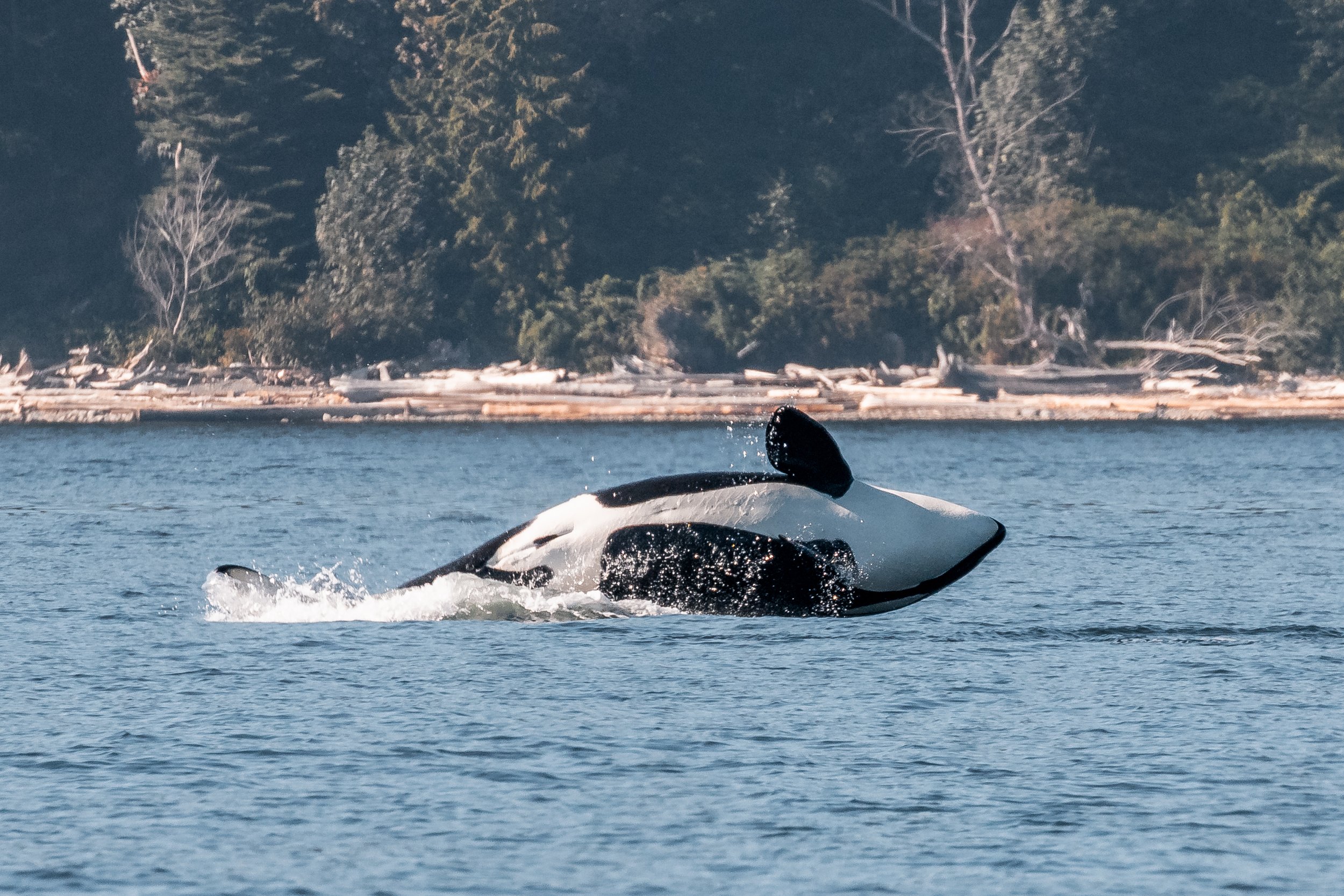 August 22, 2022, 3:30 PM - Indy the Orca