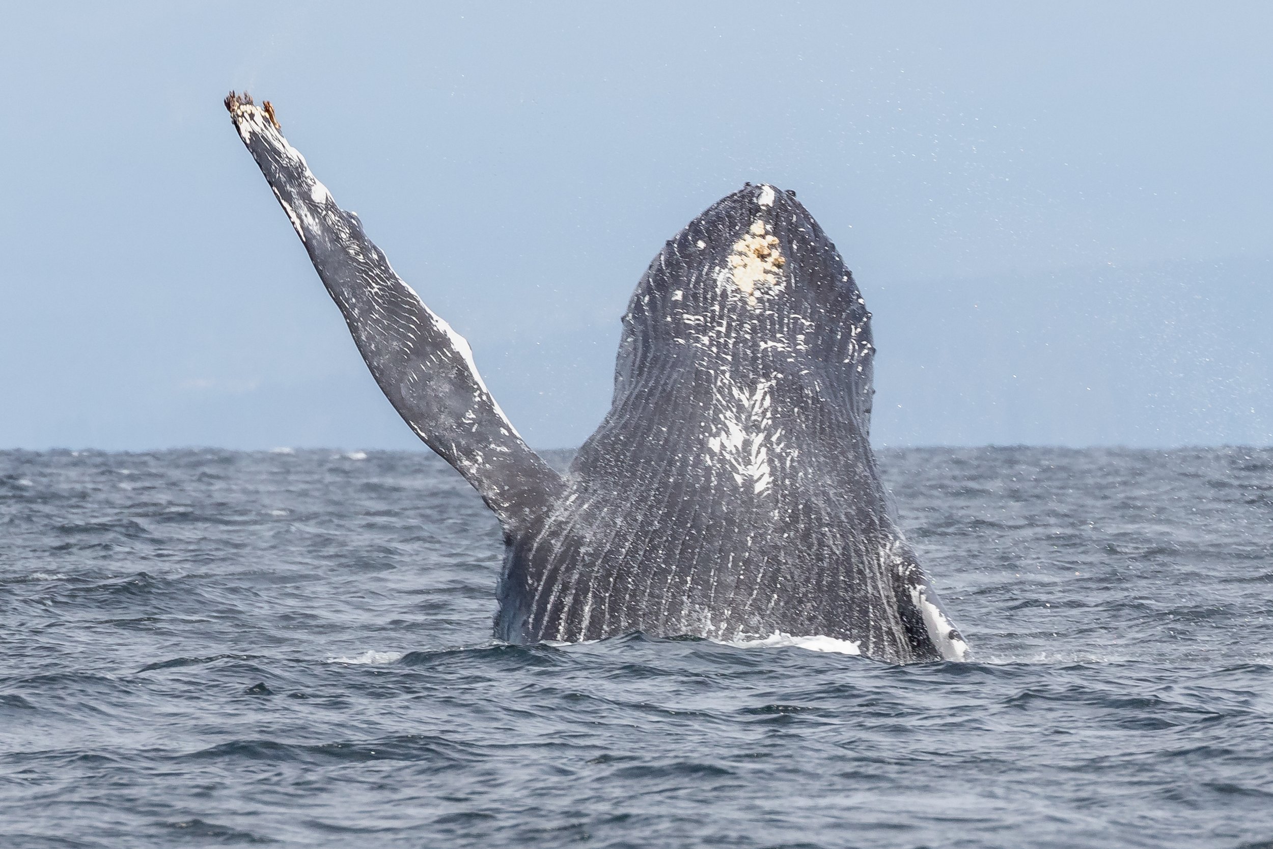 August 23, 2022, 10:30 AM - Graze, Olympus, Corona &amp; calf, and Sherwina by Nanaimo