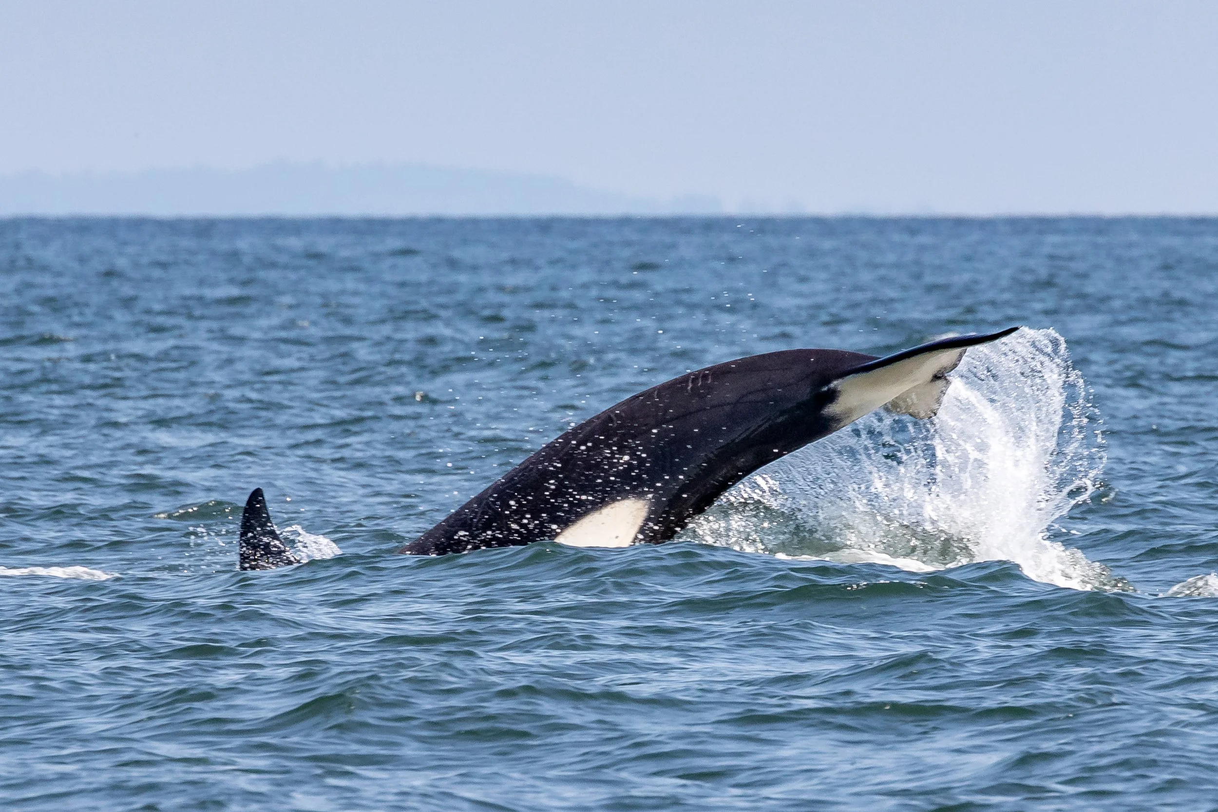 August 24, 2022 - T124 sisters near Mayne Islands, Strike the humpback south of Nanaimo
