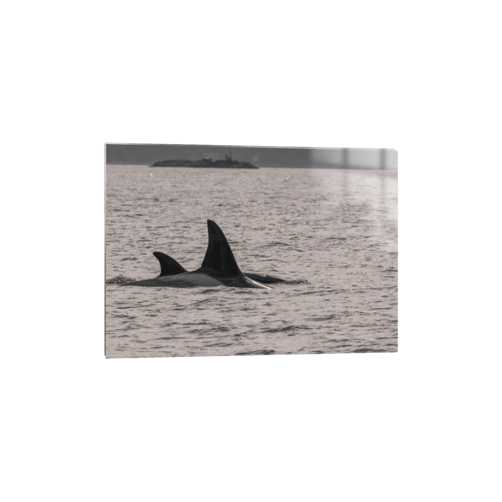 ptq_13_7_109_0_3066_2190_0_false_ffffff_0_0_.png