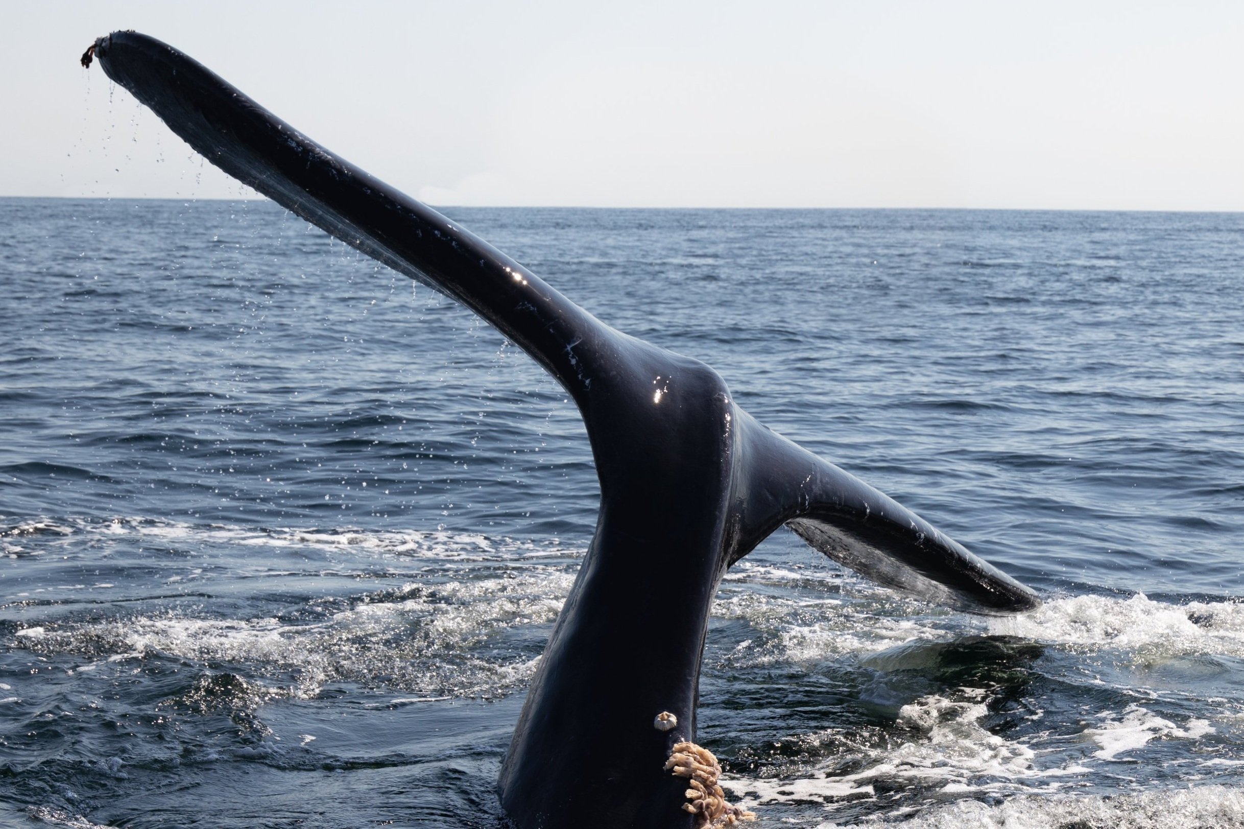 August 25, 2022 - Humpback soup!