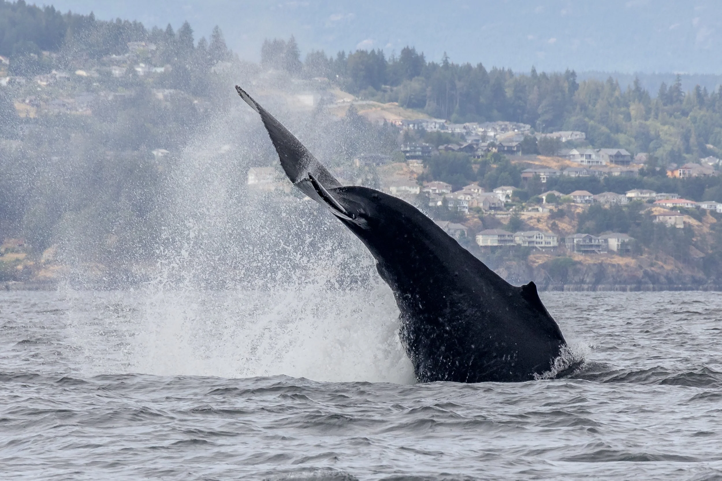 August 26, 2022 - Humpbacks off of Nanaimo