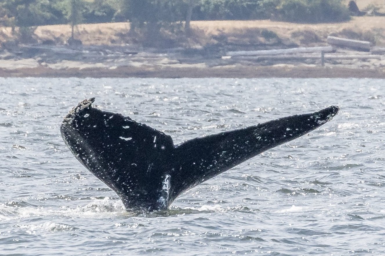 August 27, 2022, 10:30 AM - Fader Near Apex and Strike in Stuart Channel