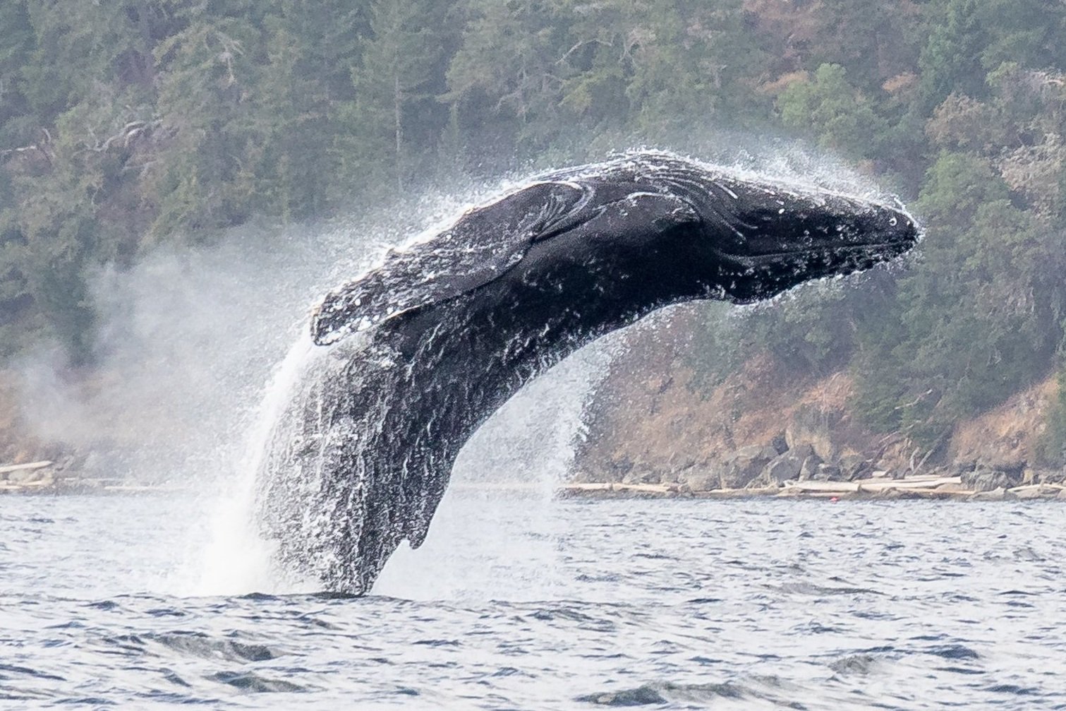 August 27, 2022, 3:30 PM - Strike showing off in Stuart Channel
