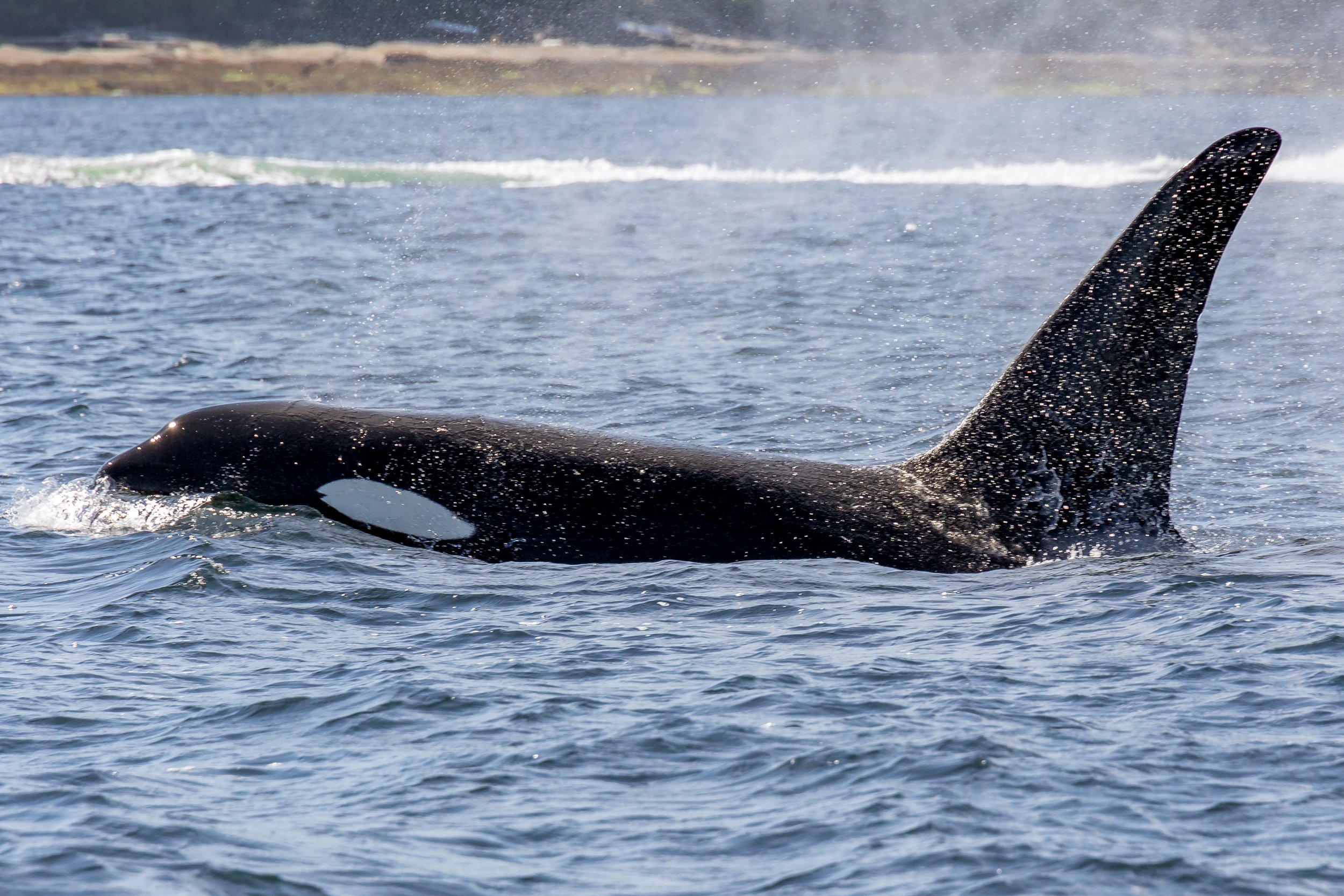August 28, 2022 - T-party and Humpbacks Galore! 