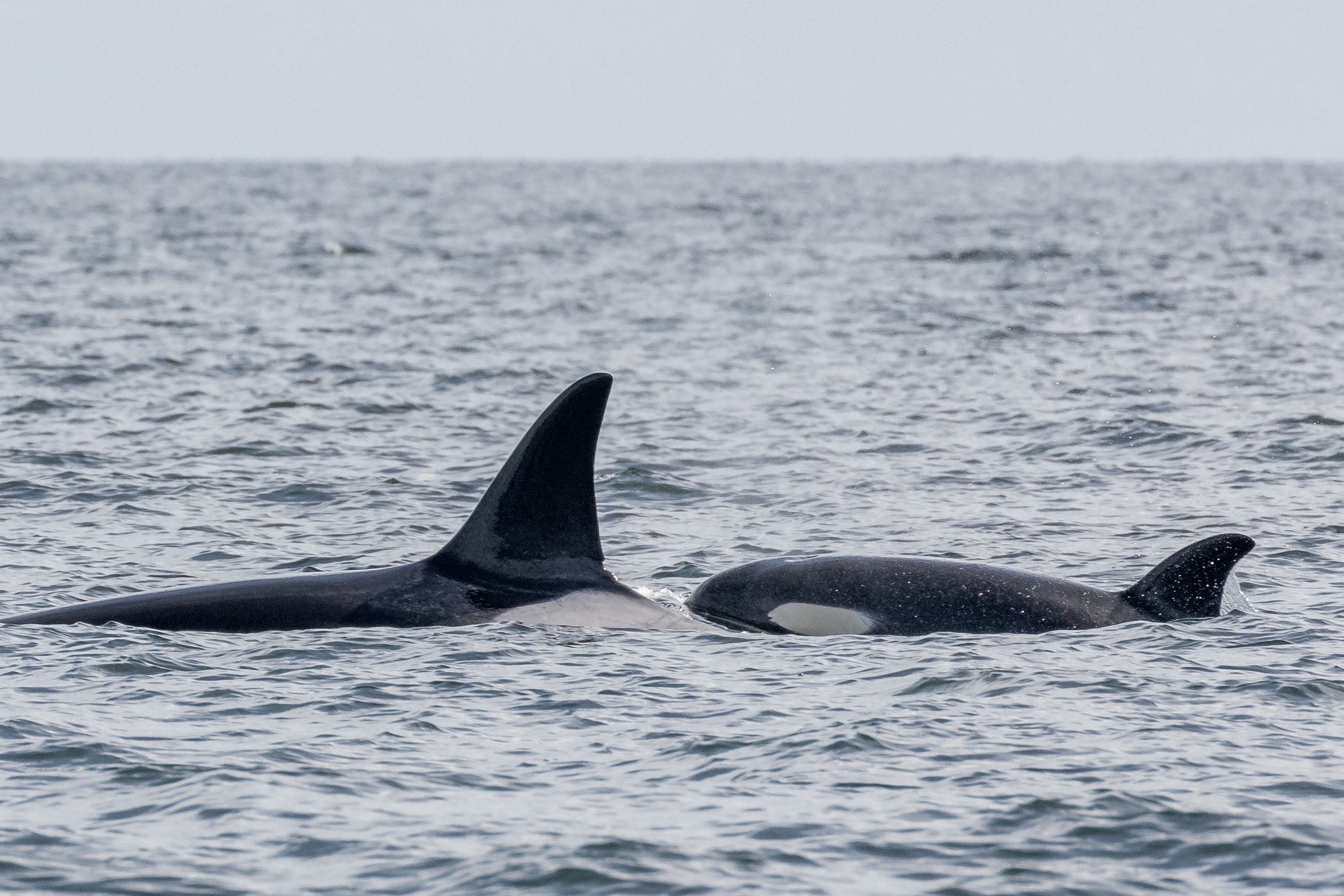 August 29. 2022 - The T002Cs and Three humpbacks: Sherwina, Nike and BCX1965