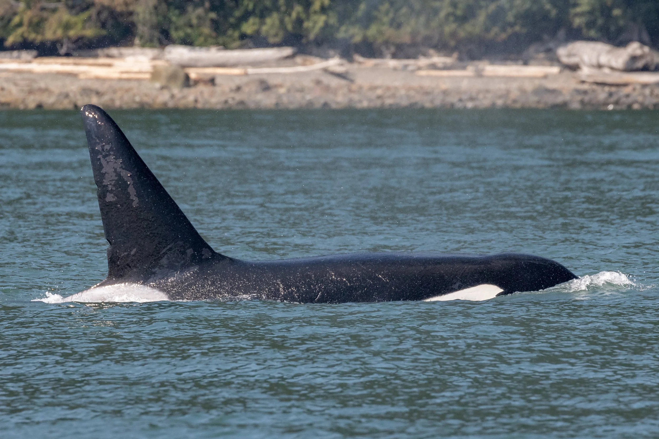 August 31, 2022 - T-party in Howe Sound!