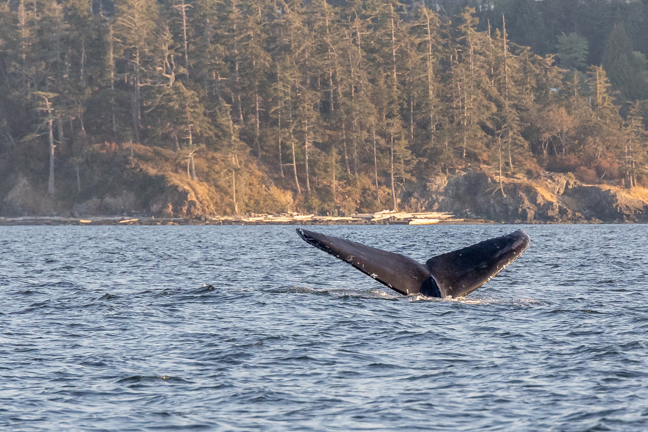 September 1, 2022, 3:30 PM - The T100s along Valdes Island and Potamus the humpback!