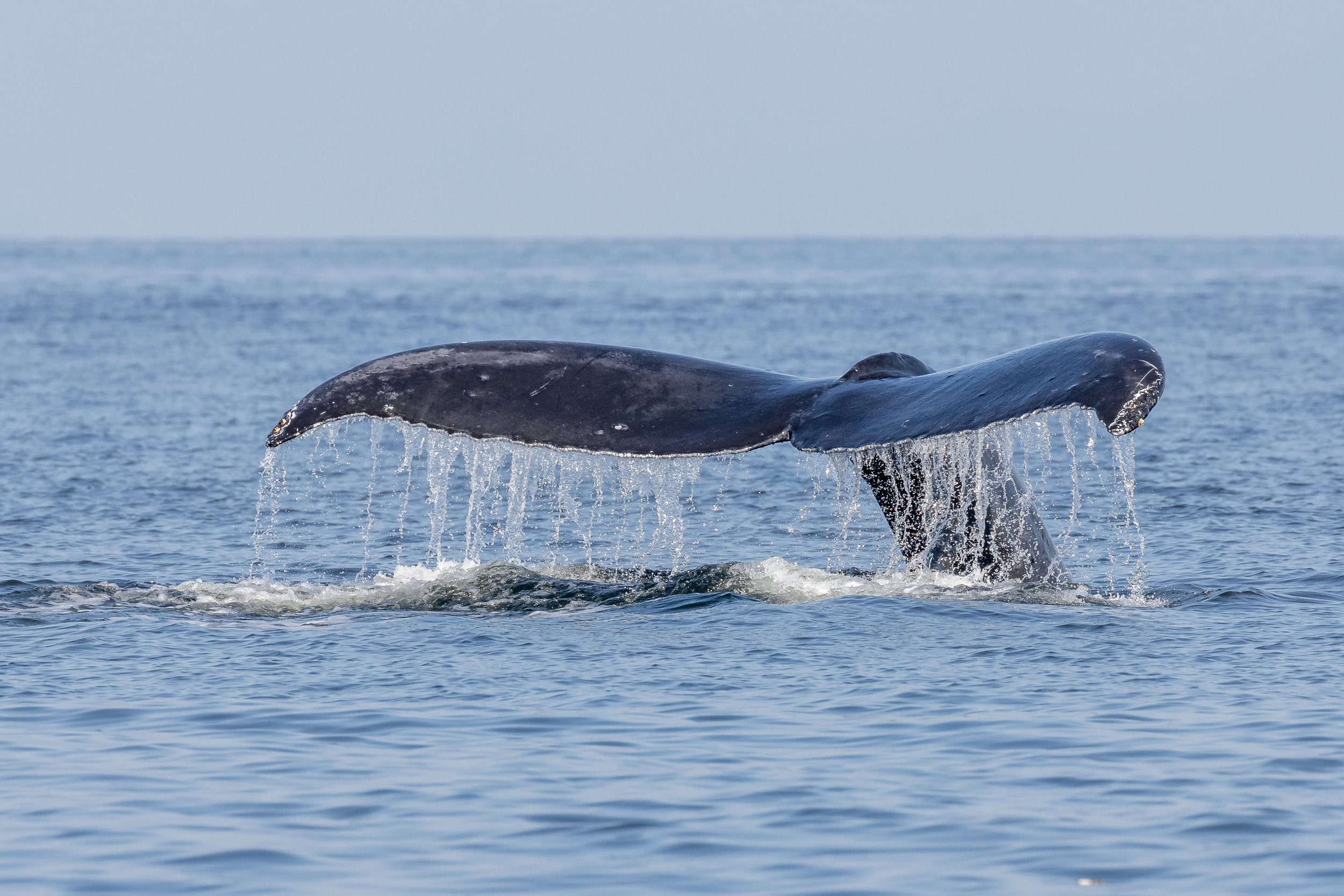 September 2, 2022 - Humpback Day! 