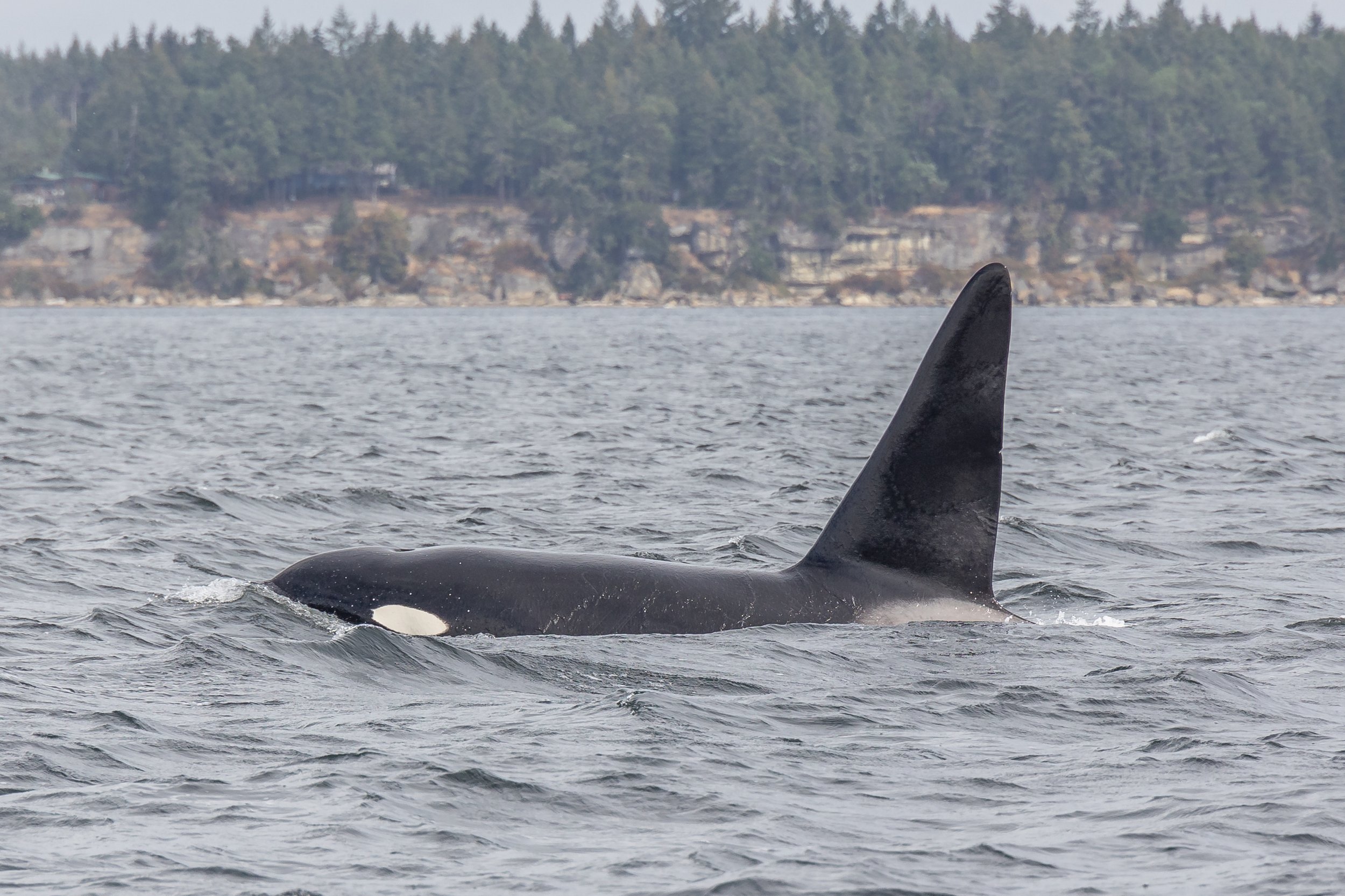 September 4, 2022, 10:30 AM -Two Humpbacks and the T069's close to home port