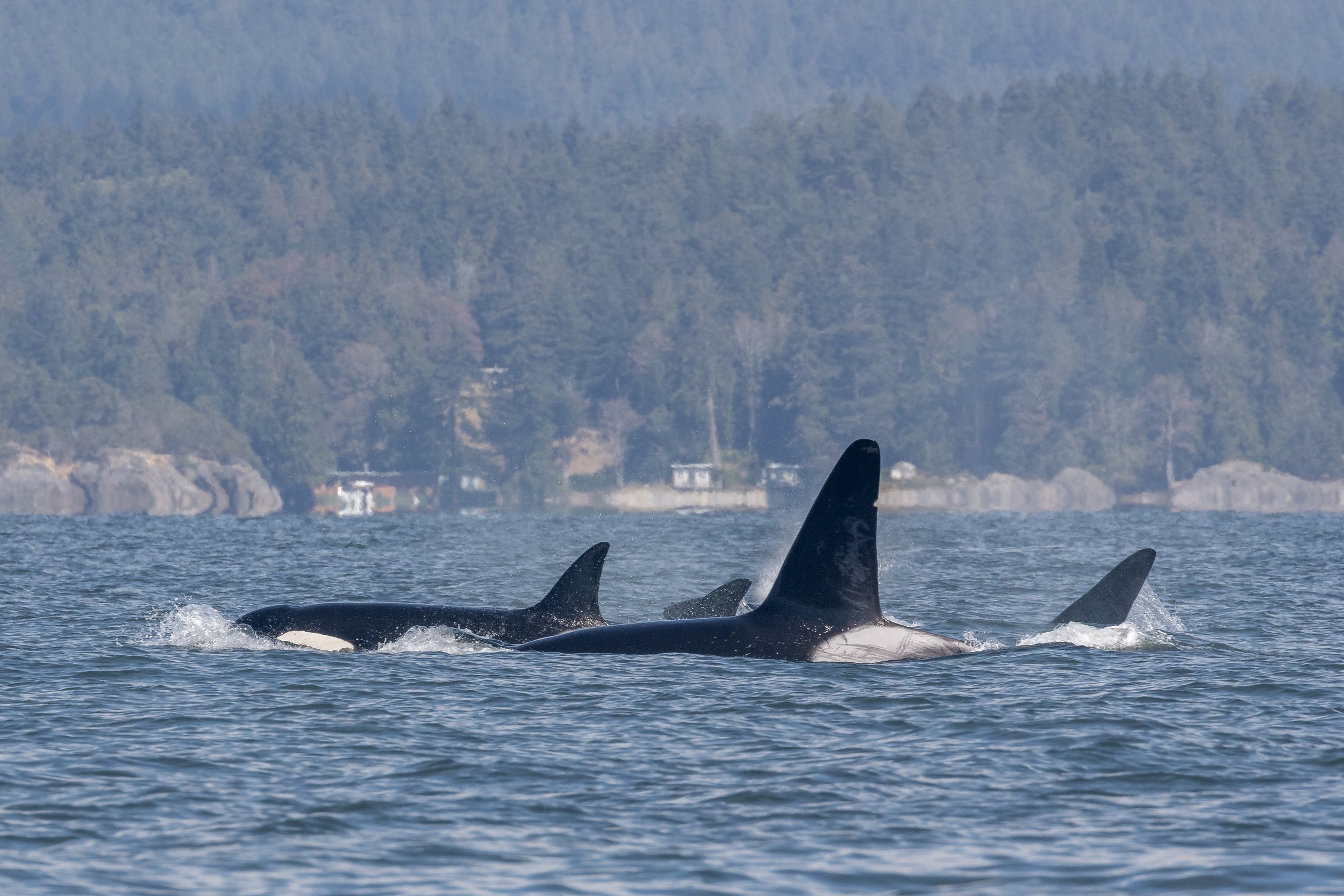September 5, 2022, 10:30 AM - T018s South of Bowen Island