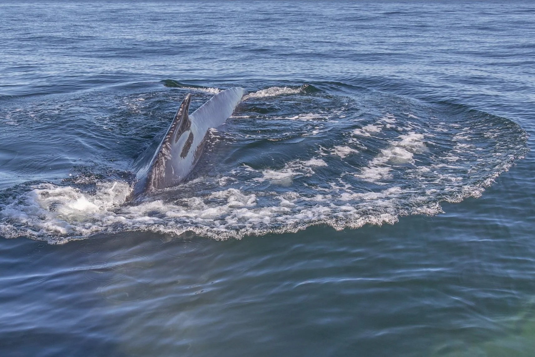 September 5, 2022, 3:30 PM - A new Humpback whale: Eros! 