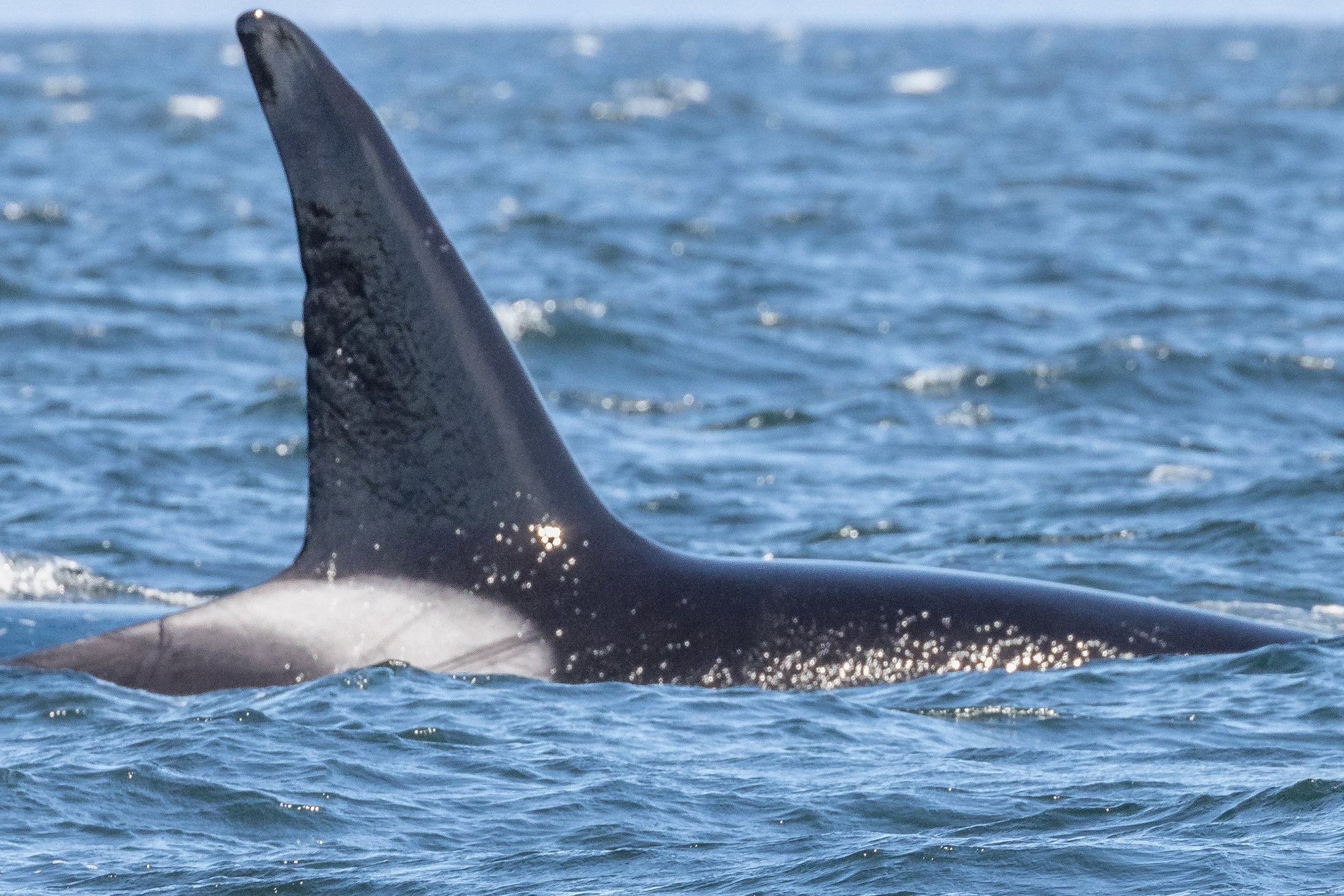 September 9, 2022, 10:30 AM - Transient Orca! T100s, T124A4s, and T018s