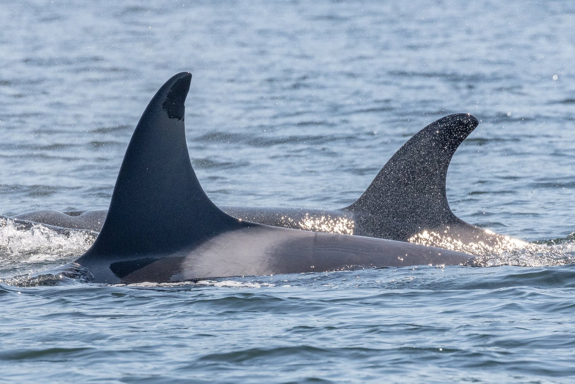 September 10, 2022 - A day filled with Orca 