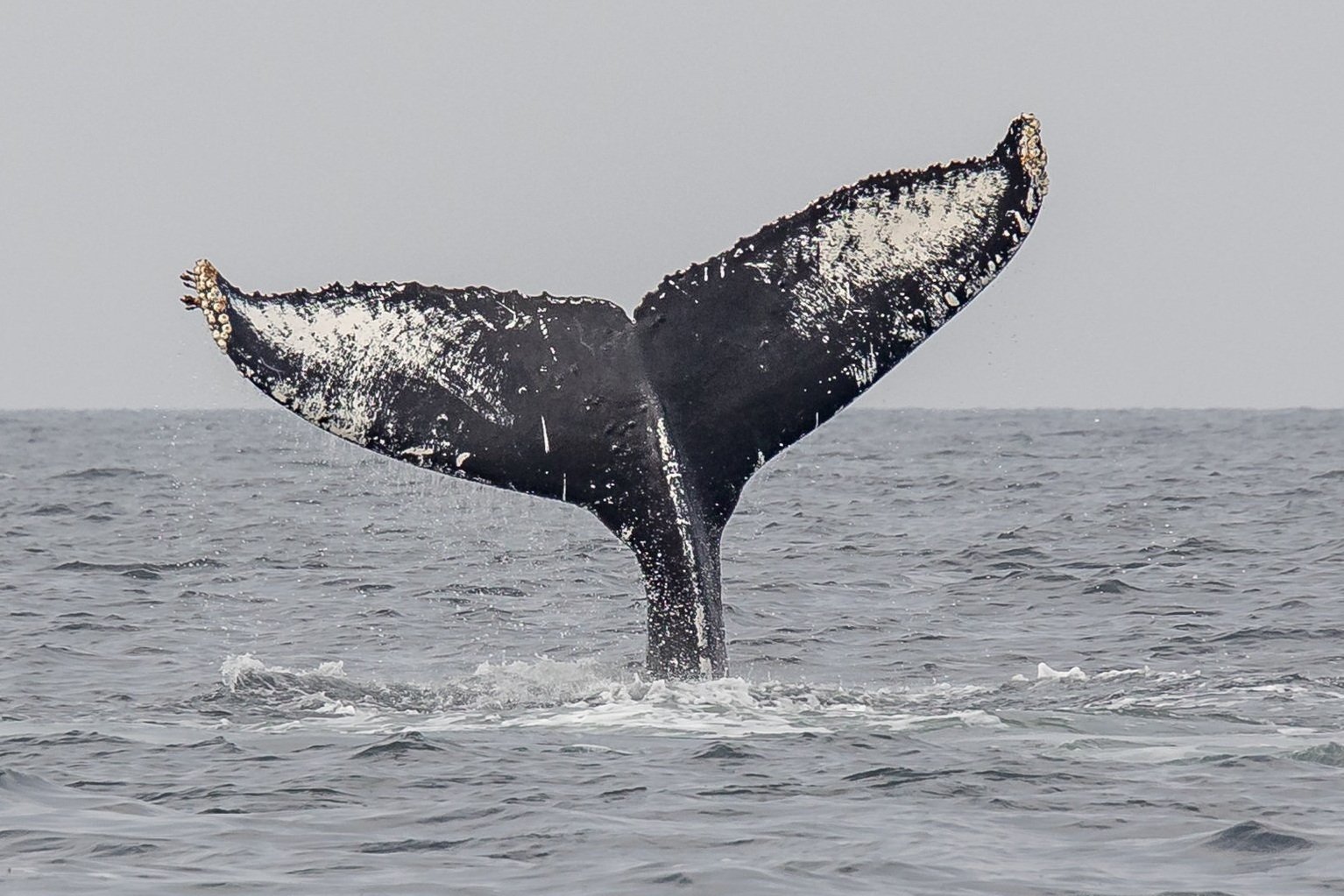 September 12, 2022, 10:30 AM - Big Mama &amp; Calf and Mammoth &amp; calf close to Nanaimo