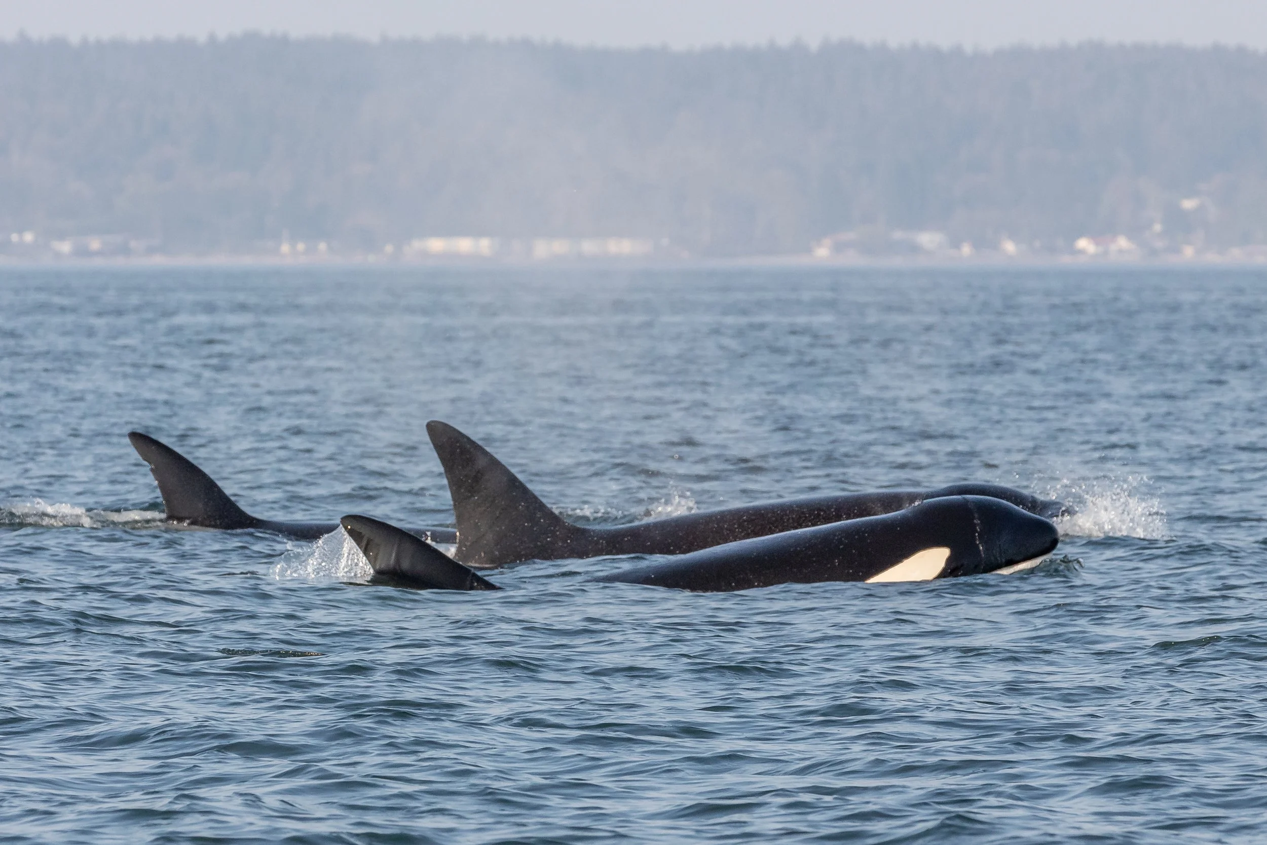 September 12, 2022, 3:30 PM - Snoopy in the Strait, Orca near Point Roberts, and a Trio of Humpbacks by Thrasher Rock