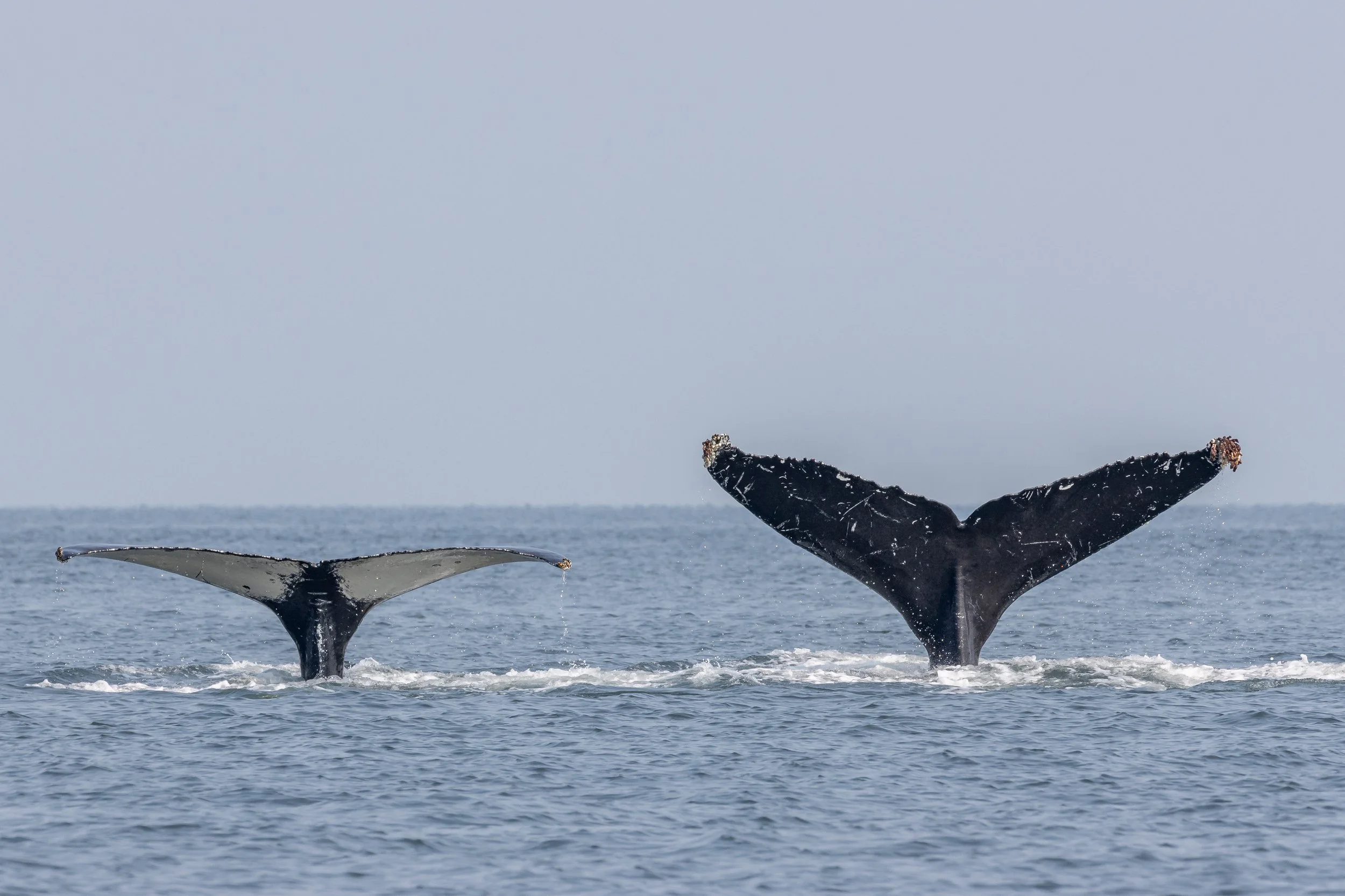 September 14, 2022 - Harpy &amp; Nike by Thrasher Rock, &amp; Strike by Yellowpoint