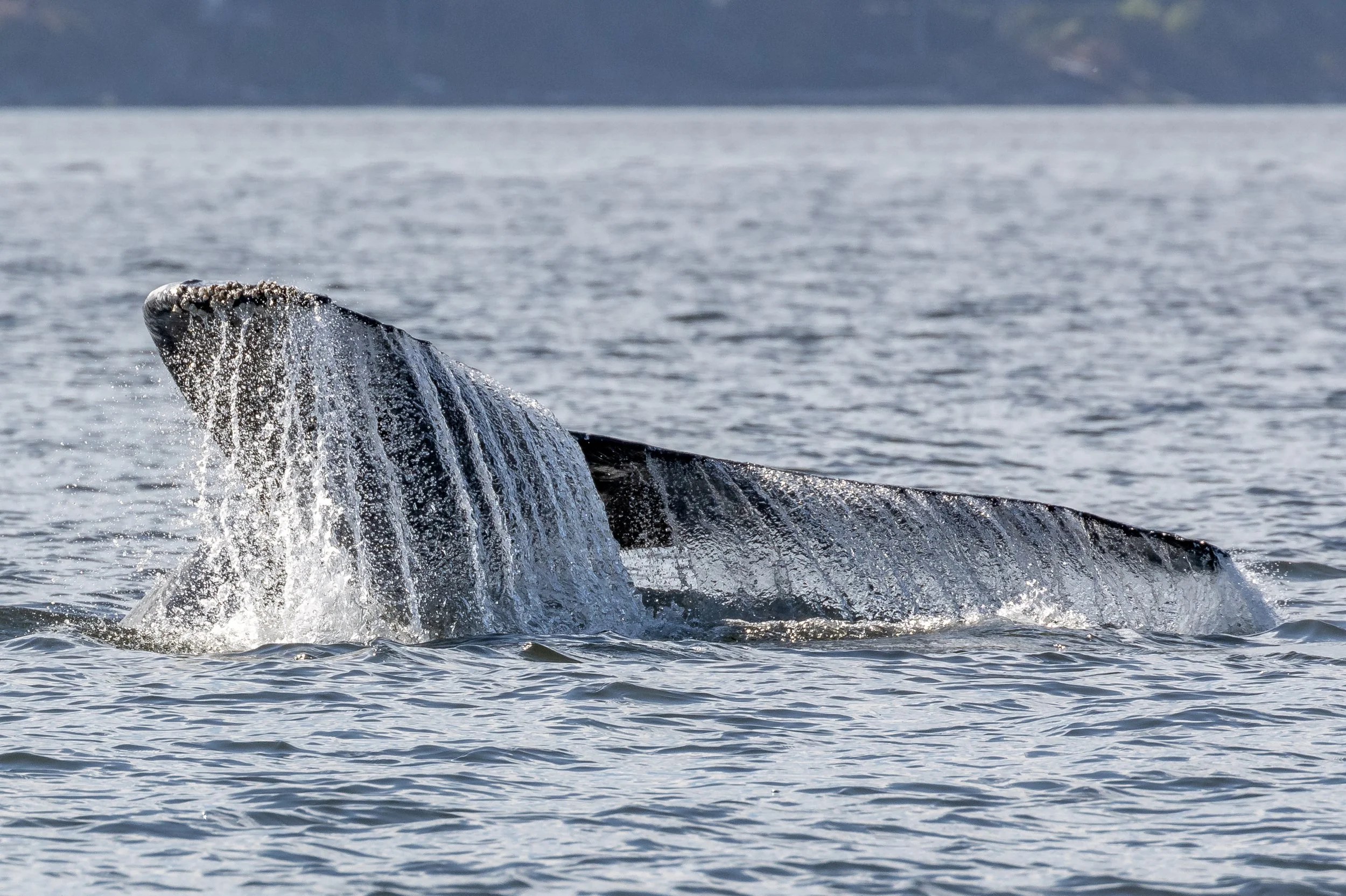 September 16, 2022 - Mammoth &amp; calf by Entrance Island and Strike by Ruxton Pass