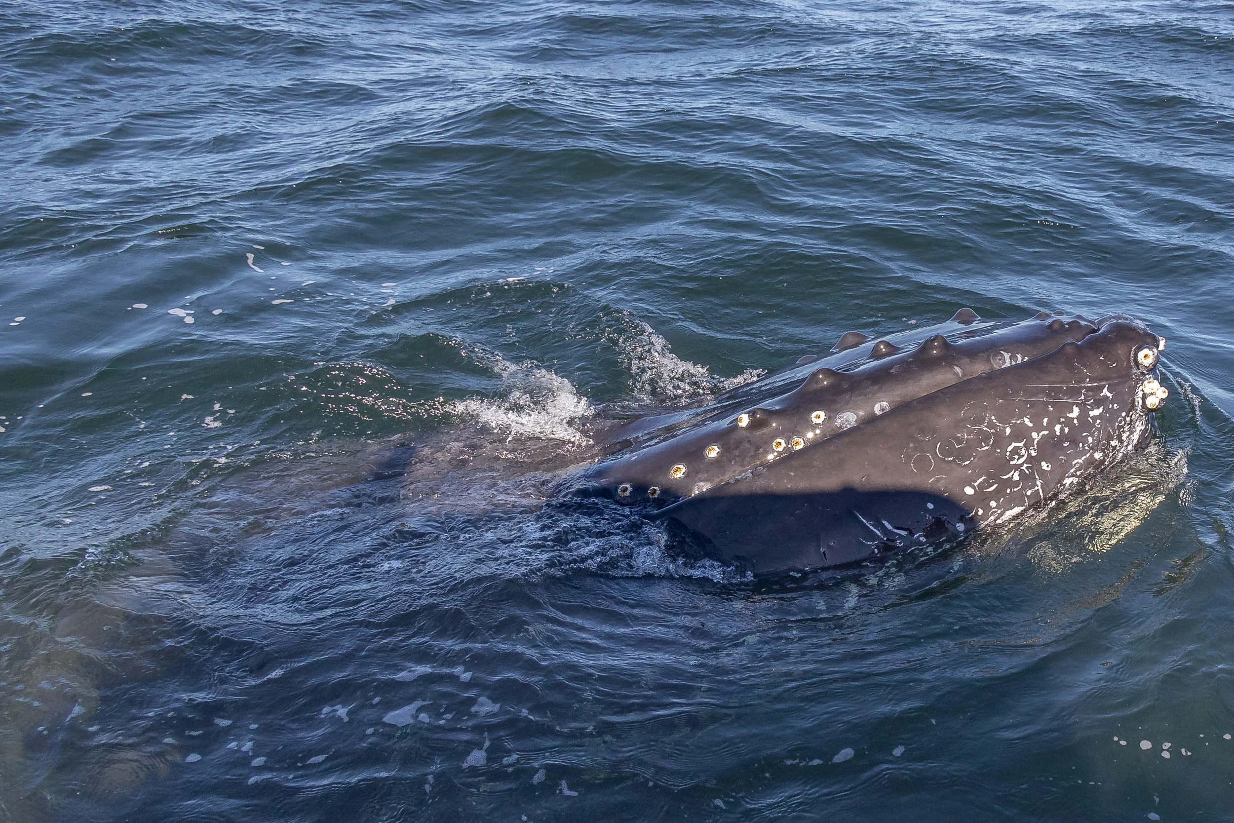 September 19, 2022 - Nike and Quadrata near Entrance Island